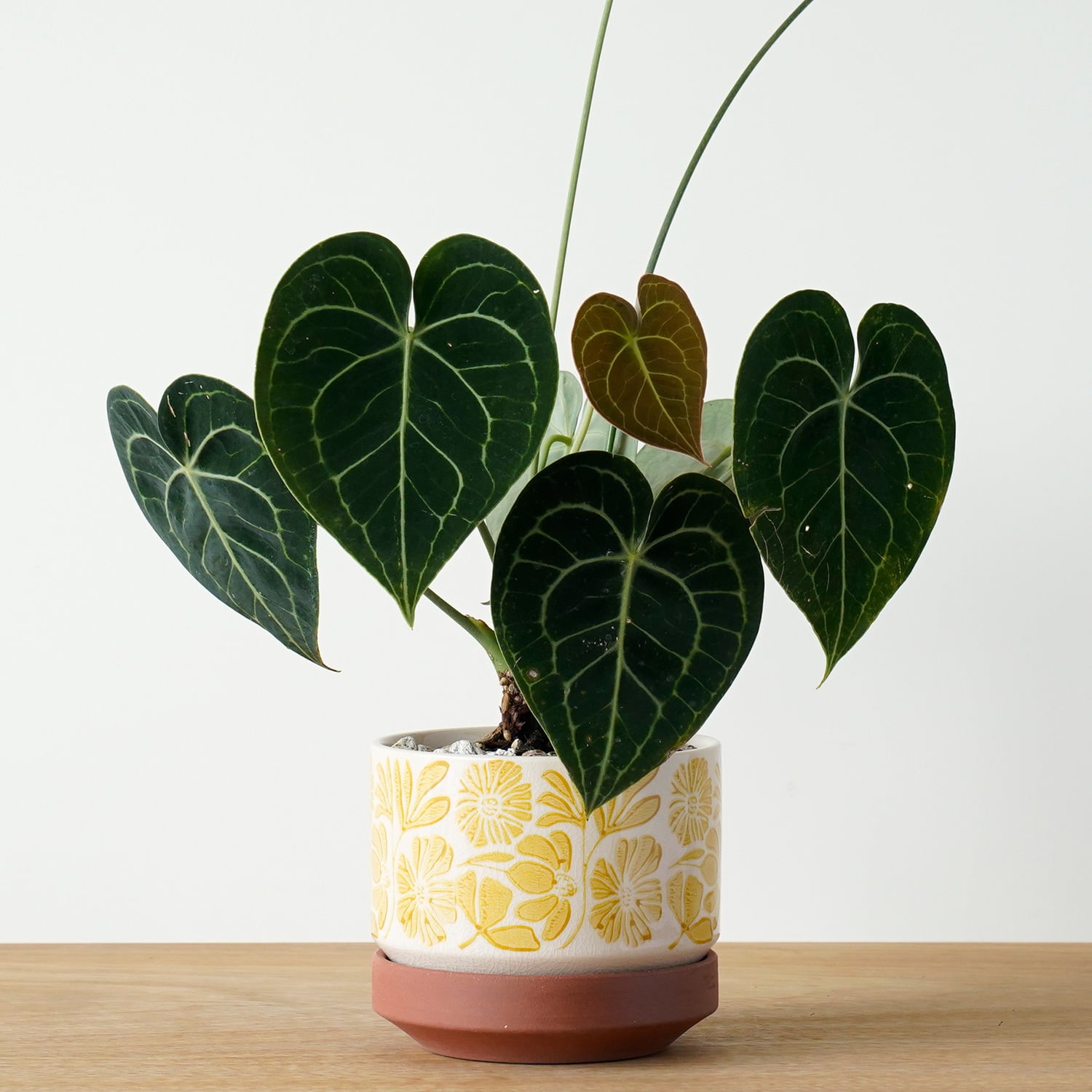 AYANAS（アヤナス）｜観葉植物のセレクトショップ・通販
