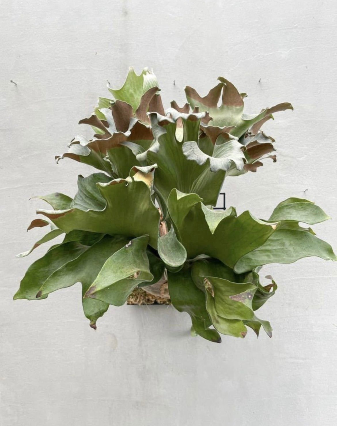 c) P. willinckii '金童' spore grown③ (Golden Boy) ビカクシダ
