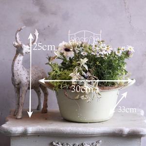 モンディマンシェ 寄せ植え｜ホウロウポットのロイヤルミルクティ春のナチュラルアレンジ｜届いてすぐ飾れる完成品｜玄関インテリア｜母の日・新築・開店祝いギフト