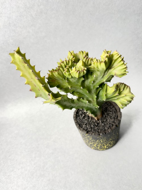 ユーフォルビア・黄金葉春峰