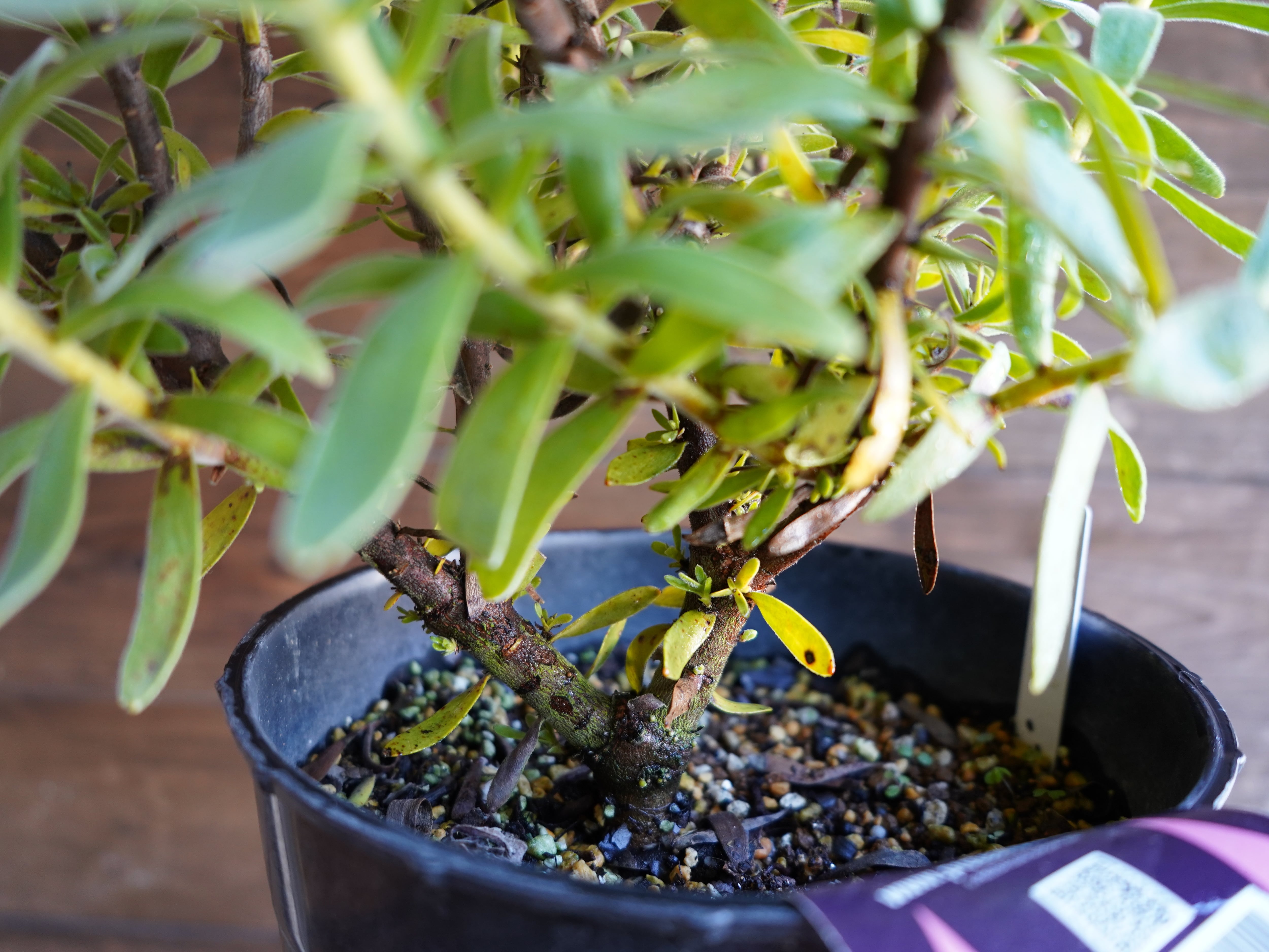 【現物】ミメテス　”クラッカージャックレッド”