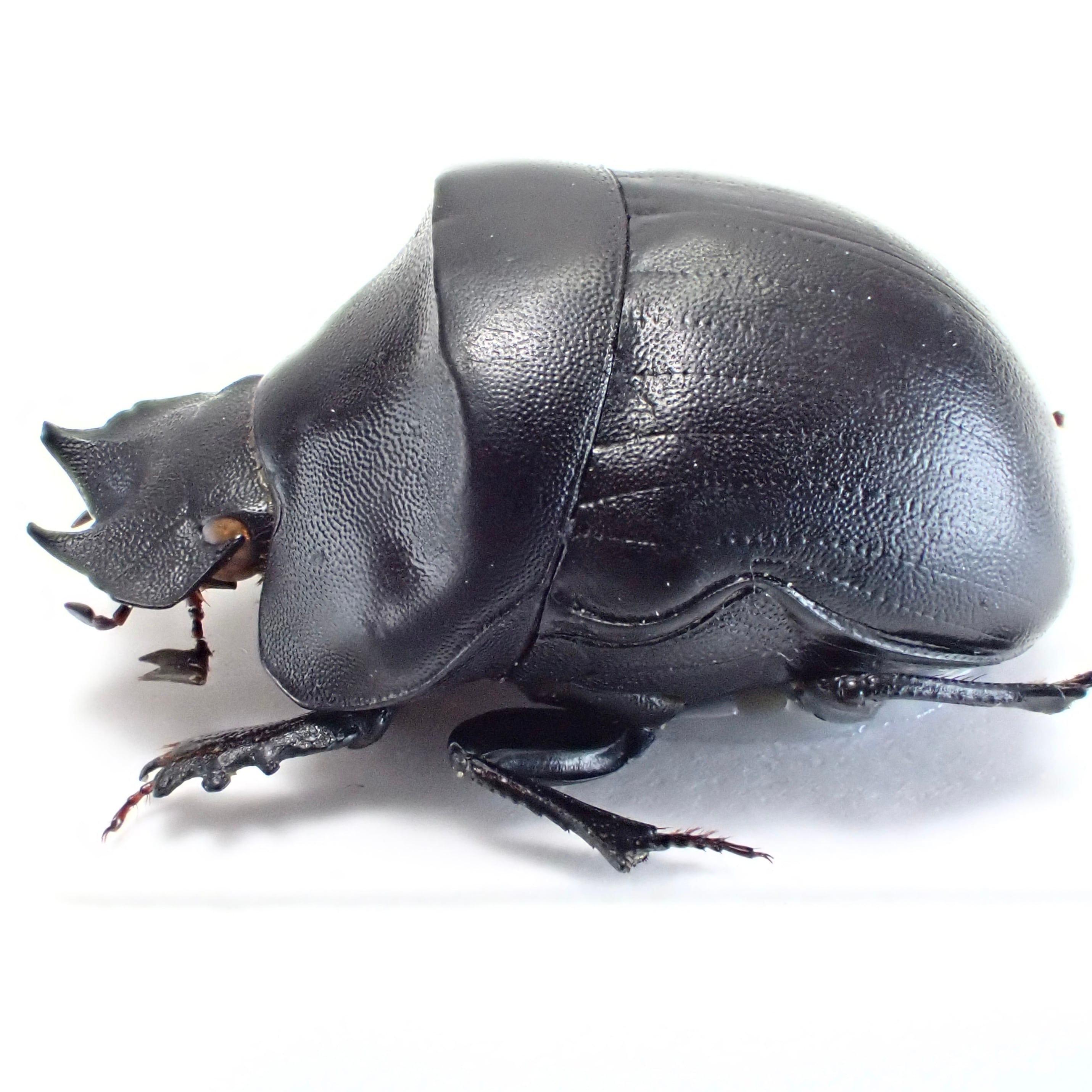 南アフリカ産 Coptorhina klugi ♂ 16mm | 昆虫標本 Diggers & Rollers