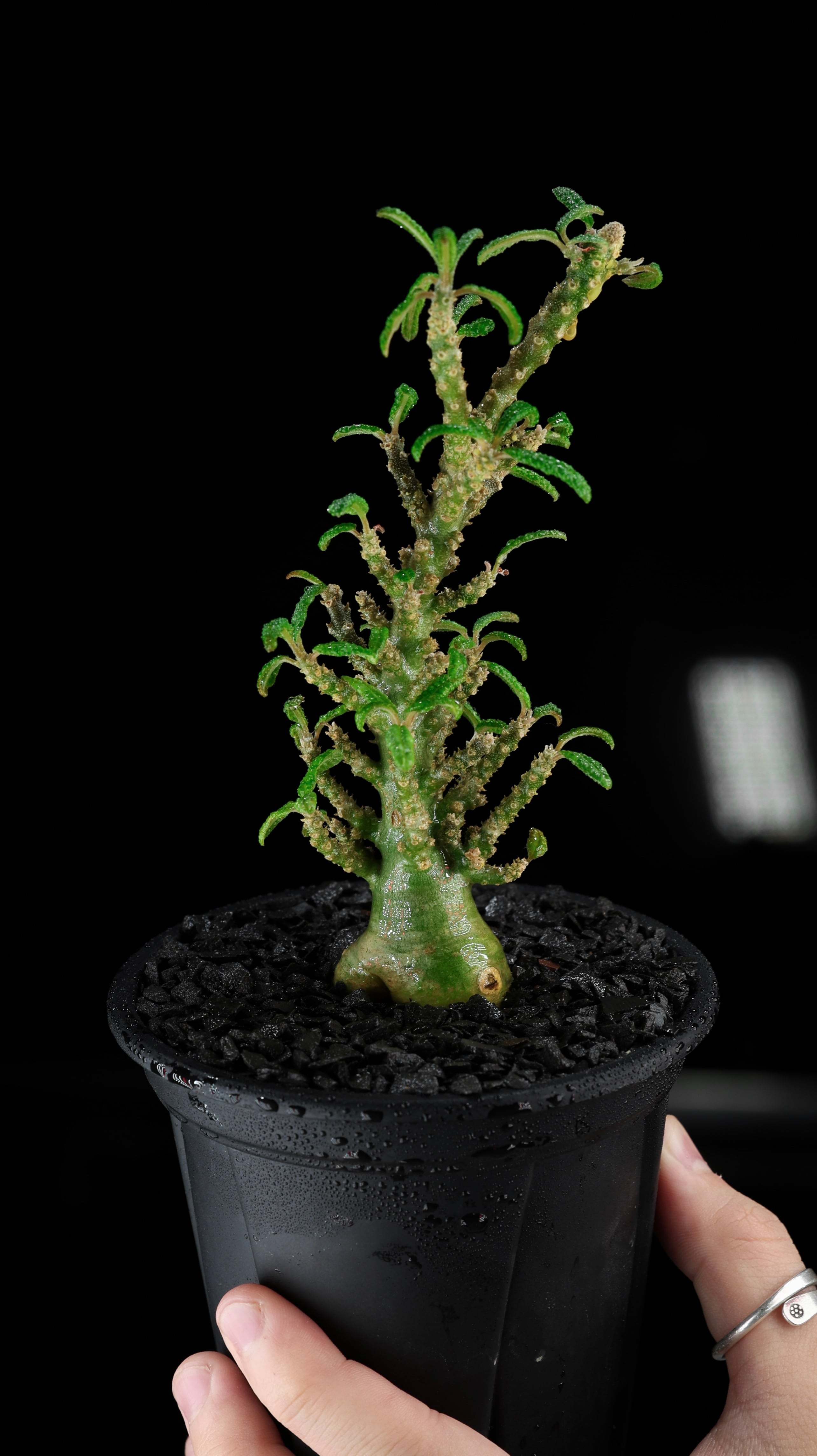 Dorstenia gigas f. Bullata Seedling 販売株 E] | KAMUI PLANTS LABO