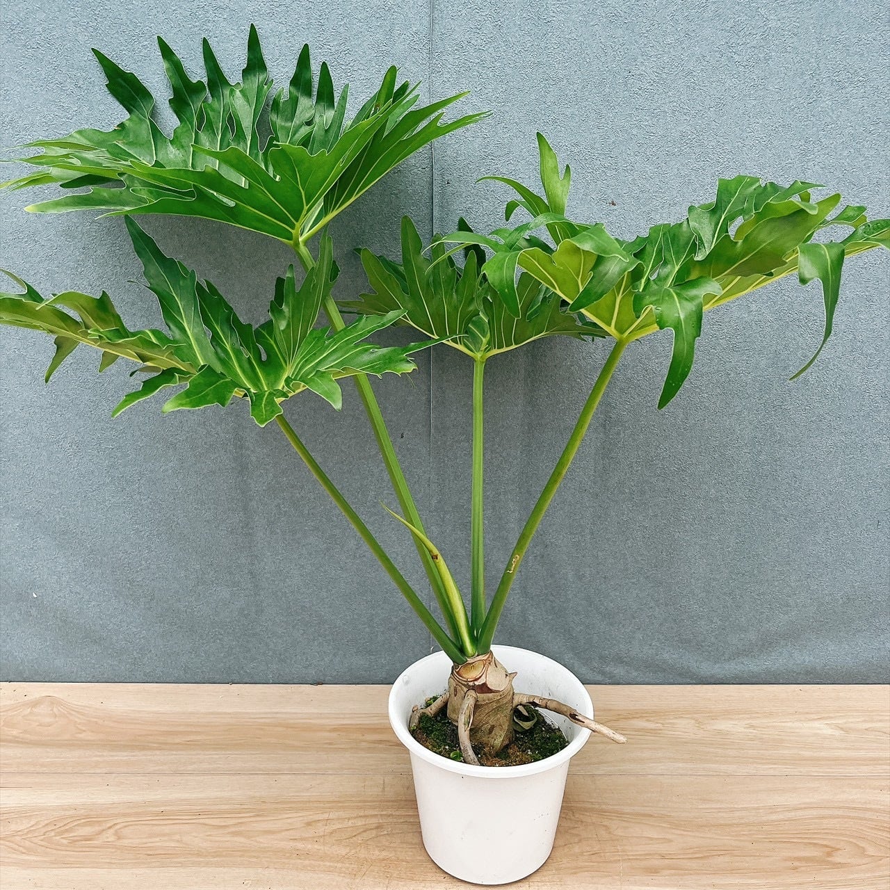［現品］9番　フィロデンドロン　セローム　幹上がり　8号　観葉植物　大型　室内 現品］☆人気☆ 9番 フィロデンドロン セローム 幹上がり 8号 観葉植物
