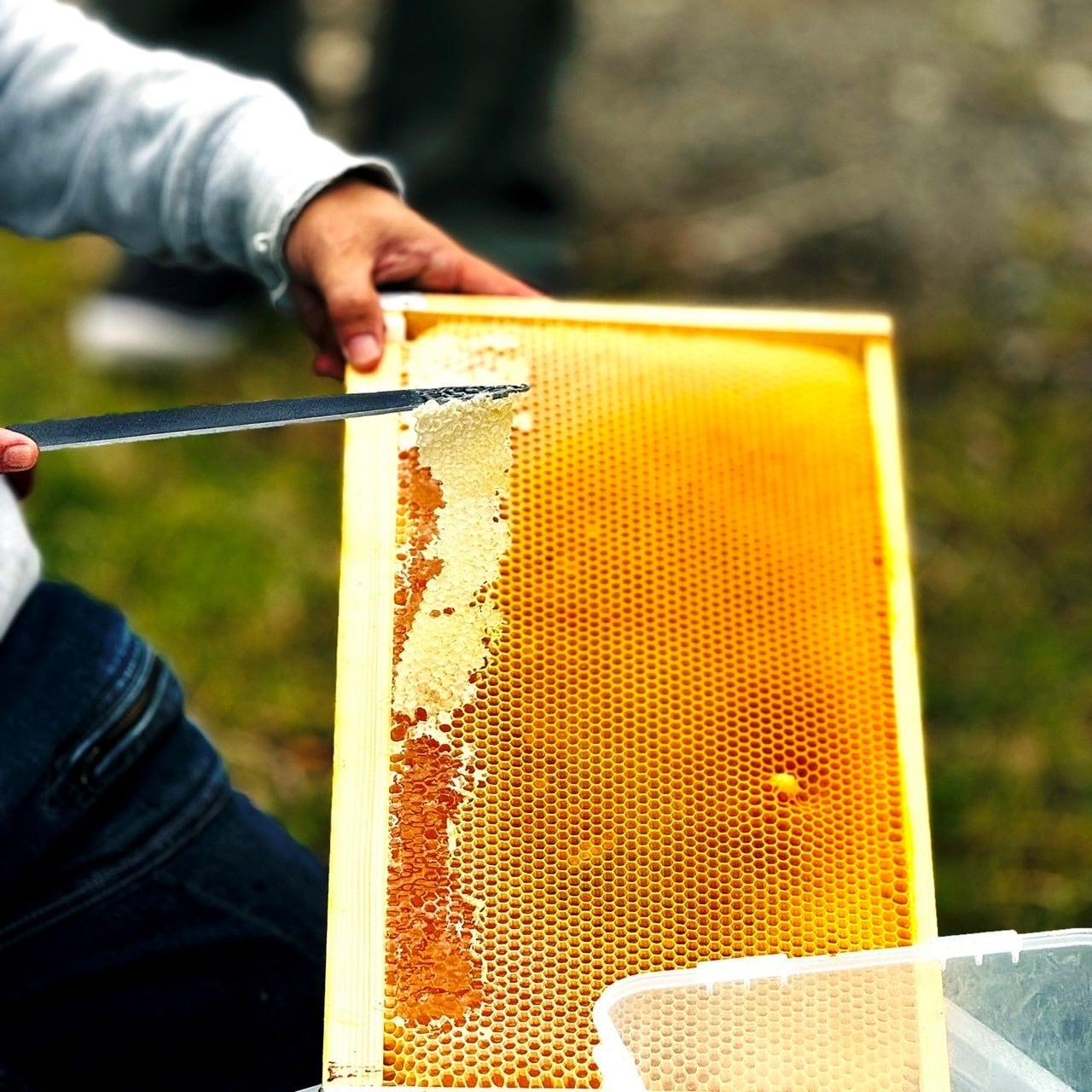 25年採蜜❗️海の町、葉山産はちみつセット CITRUS & SPICY 100g x 2