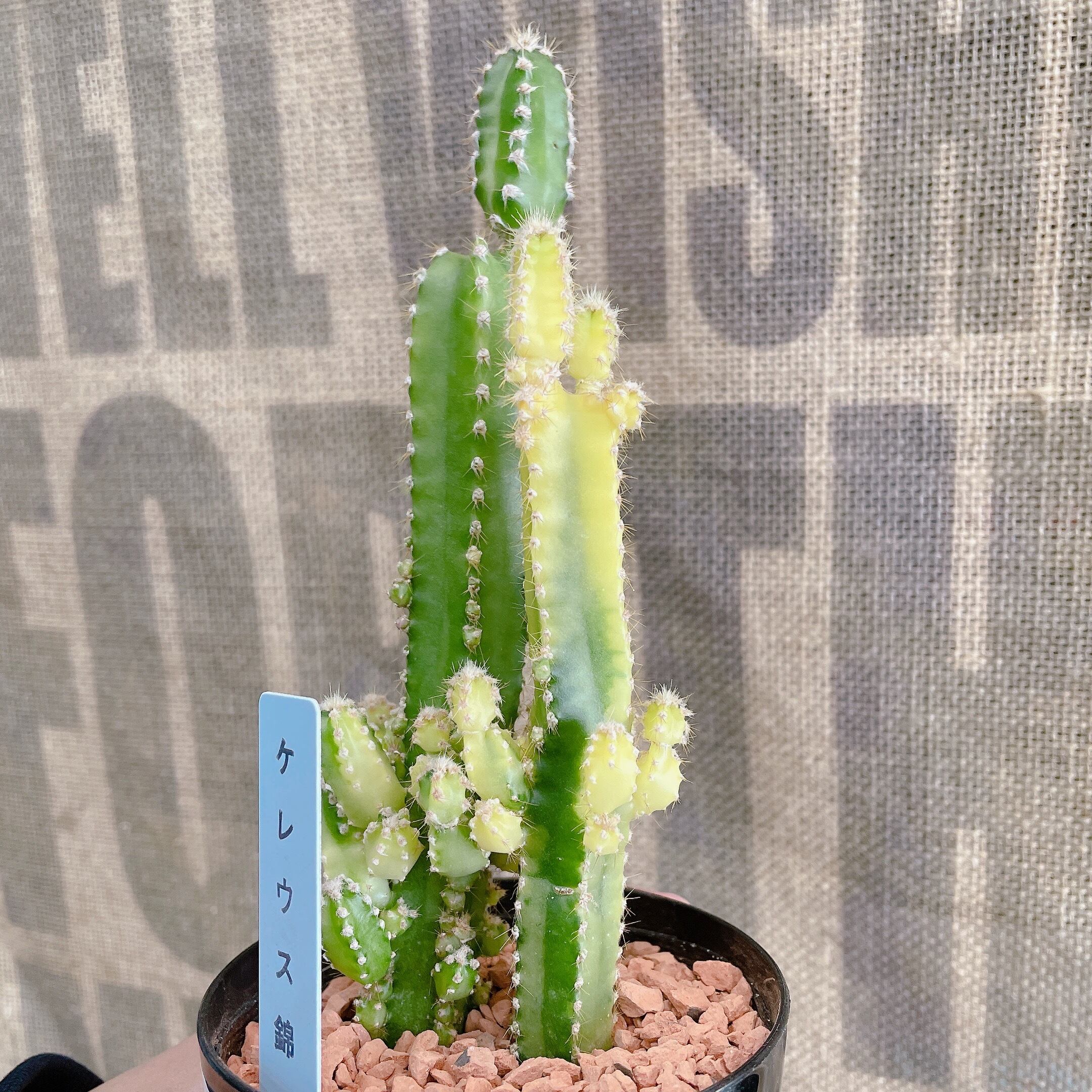 レア斑入り 多肉植物 サボテン セレウス錦 ケレウス錦 Gardenえん レア斑入り 多肉植物 サボテン セレウス錦 ケレウス錦 Gardenえん