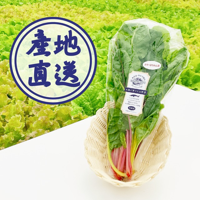 【FISH VEGGIES】カラーほうれん草（スイスチャード） 70g　化学肥料/農薬不使用だから安心して食べられる