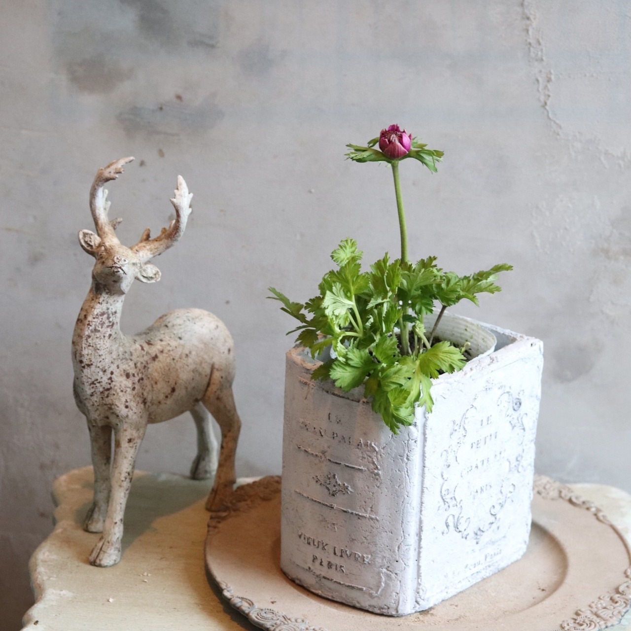 アネモネオーロラ　パープル　春のお花　球根　可愛い　女性人気