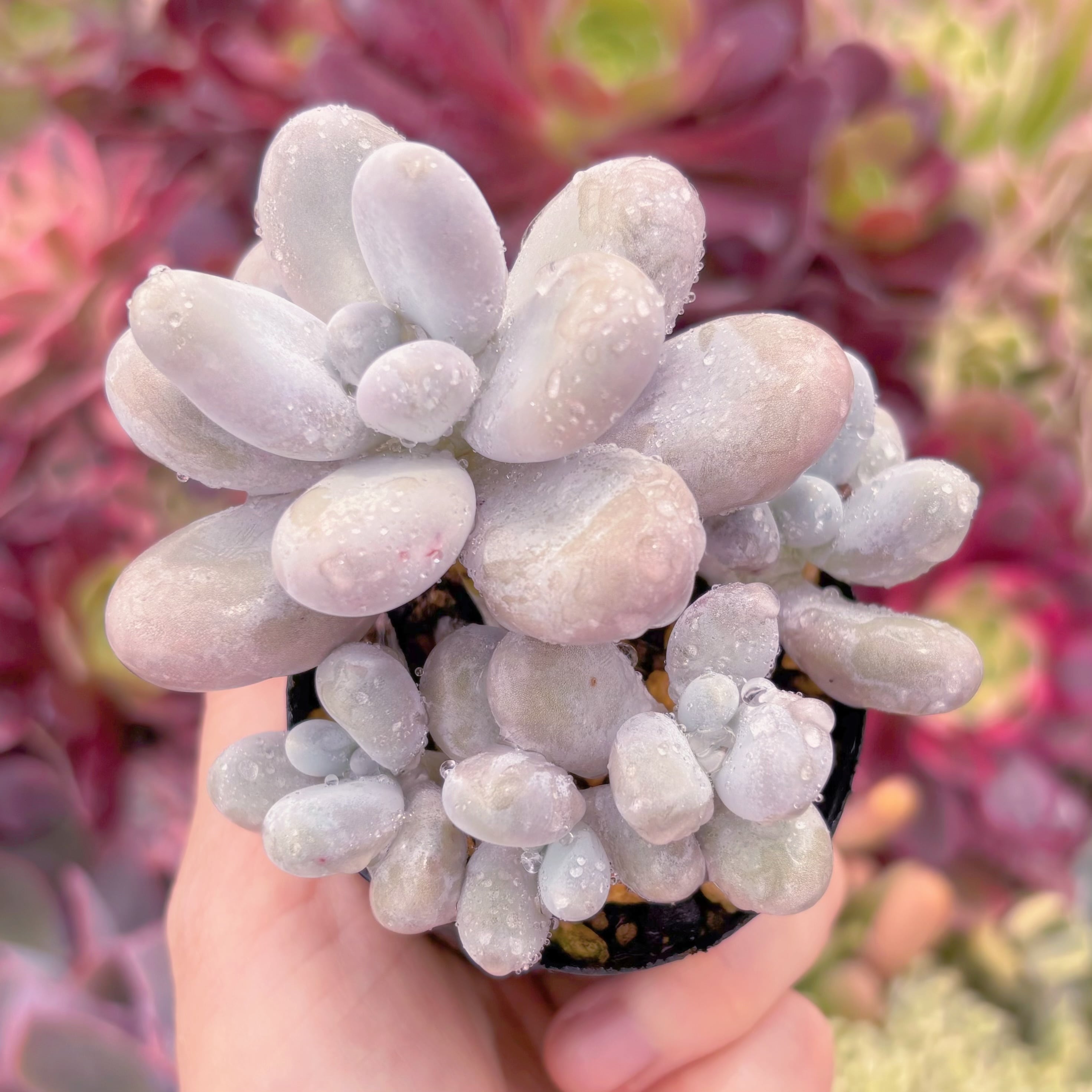 現品　エミリー#F094　古株　るる農園