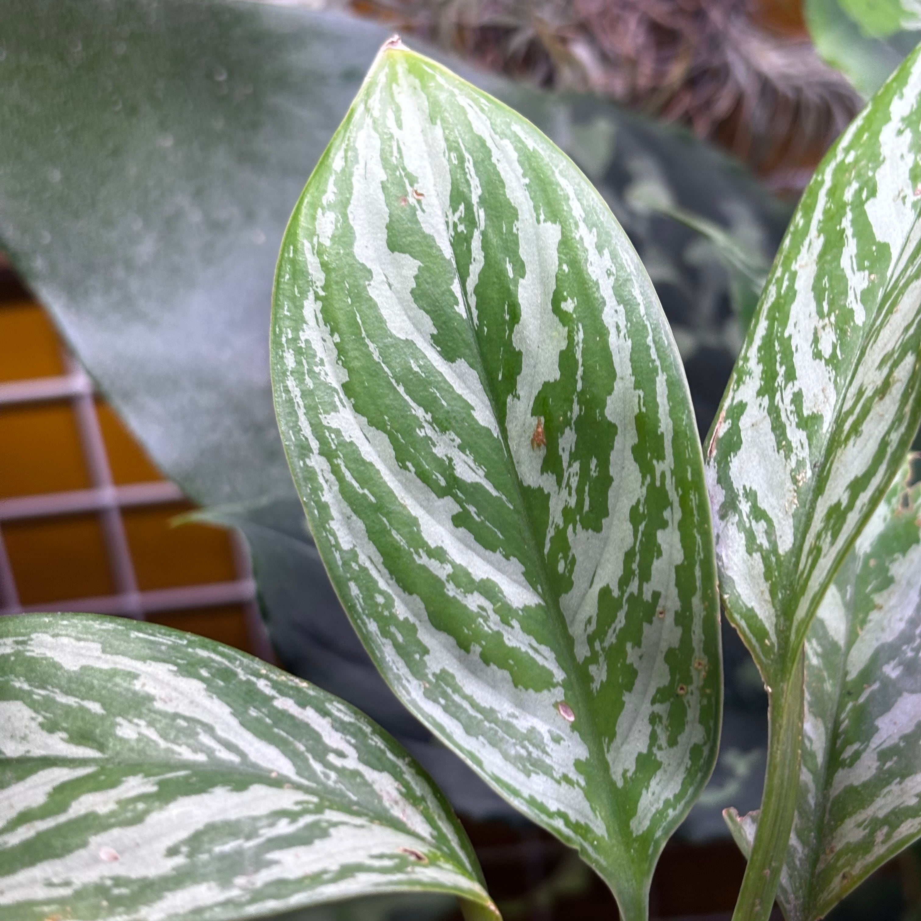 Aglaonema nitidum 