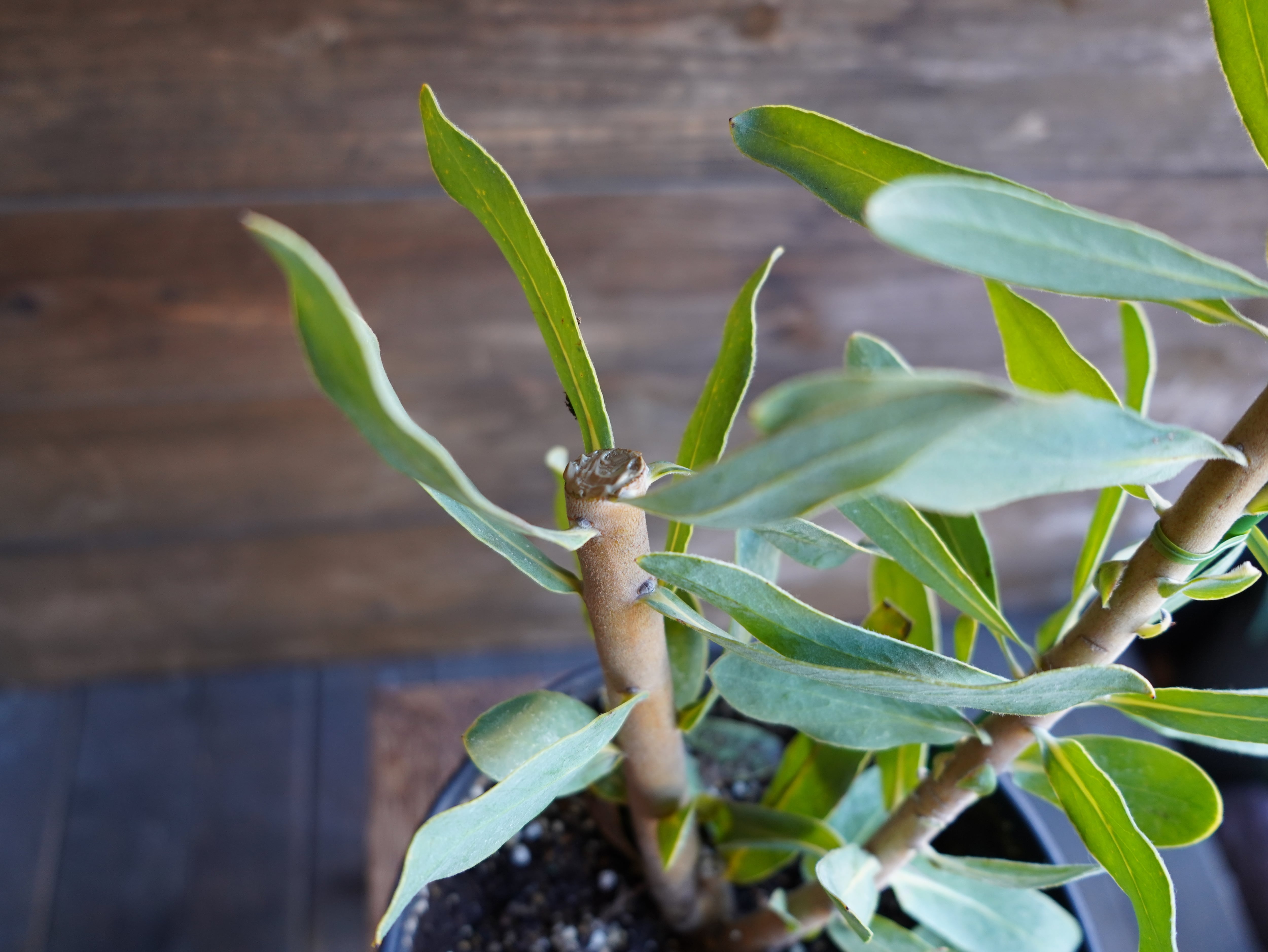 【現物】プロテア ”ステートリー”