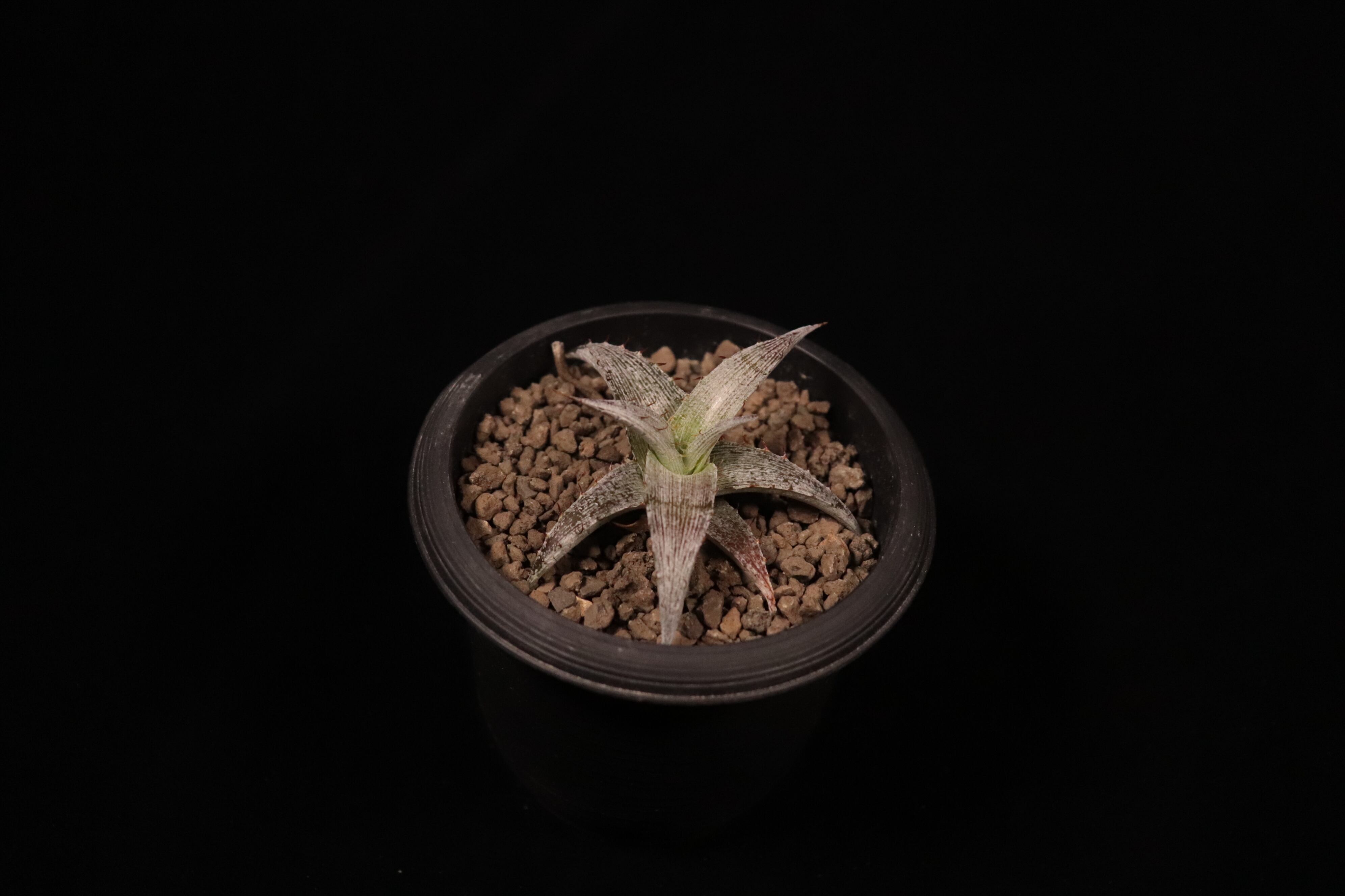 Dyckia braunii × macedoi〔ディッキア〕D573 | plane plants