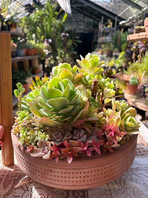 多肉の寄せ植え特大テラコッタ平鉢