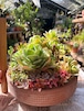 多肉の寄せ植え特大テラコッタ平鉢