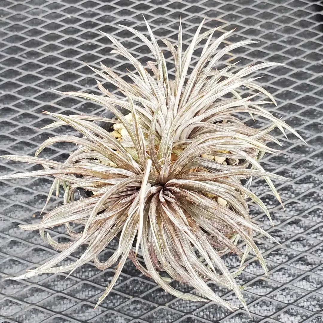 F00410_Dyckia 'Battle Axe'：ディッキア・バトルアクス（子株