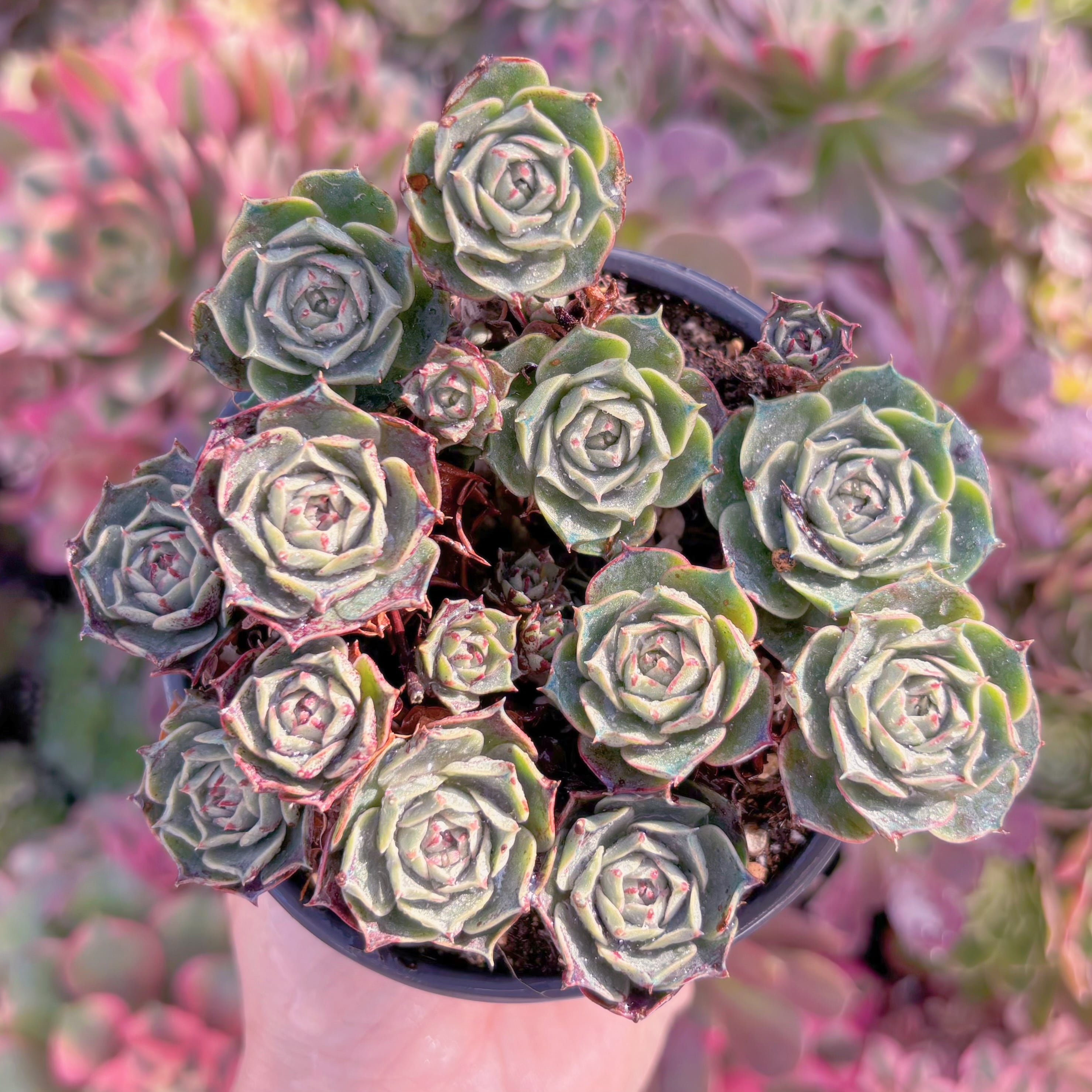 現品　ヨロッパロンギシマ#M060　群生　るる農園