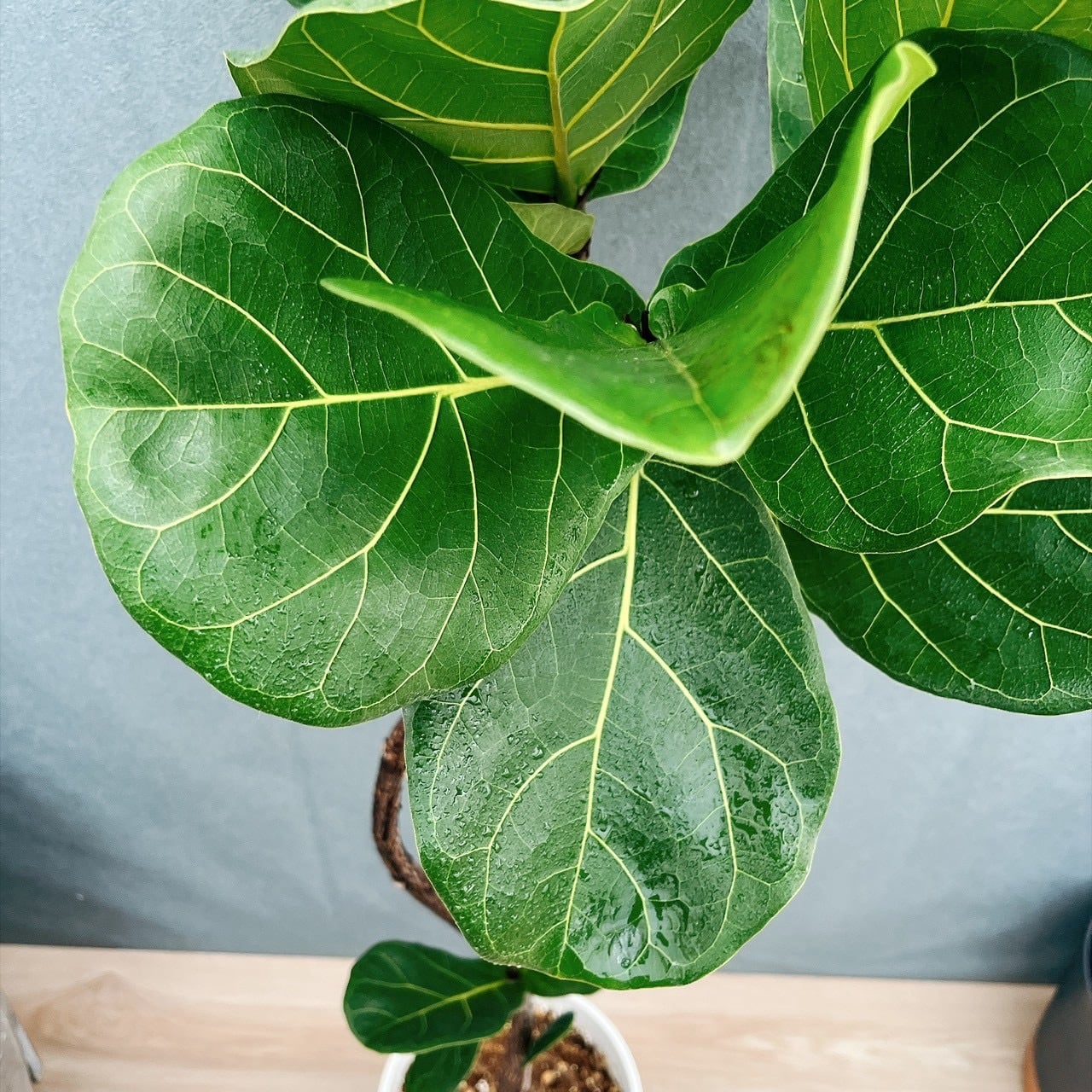 現品］5番 カシワバゴムノキ フィカス リラータ 曲がり 7号 観葉植物