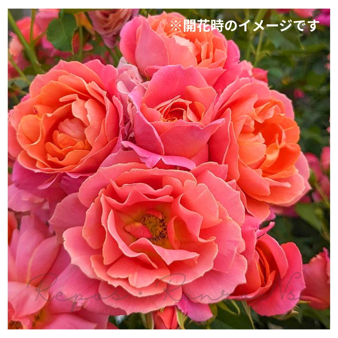 バラ:ディズニーランドローズ(4.5号角鉢)Disneyland Rose 四季咲き 中輪 フロリバンダローズ スプレー咲き