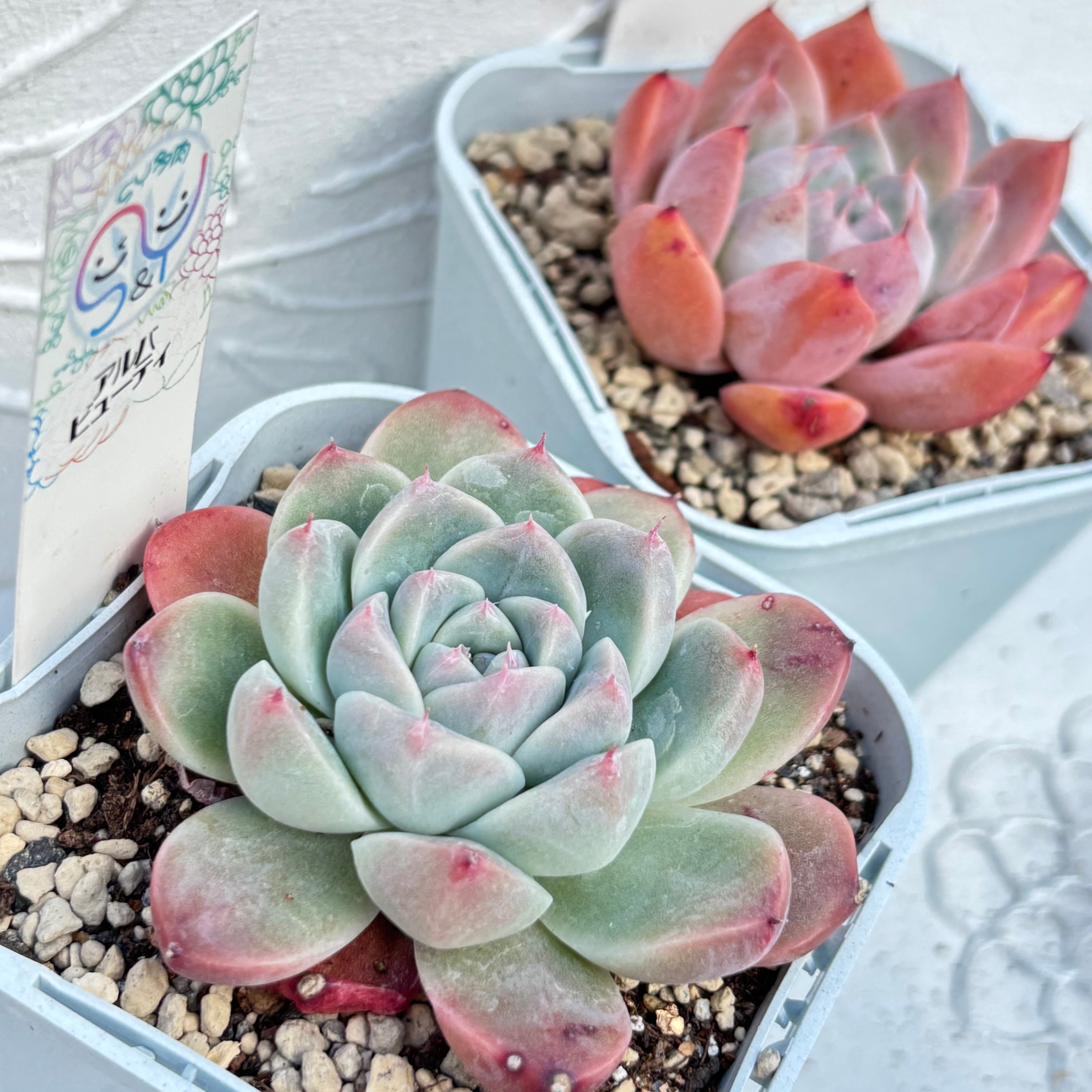 多肉植物 中国苗 韓国苗 販売ショップ SY多肉