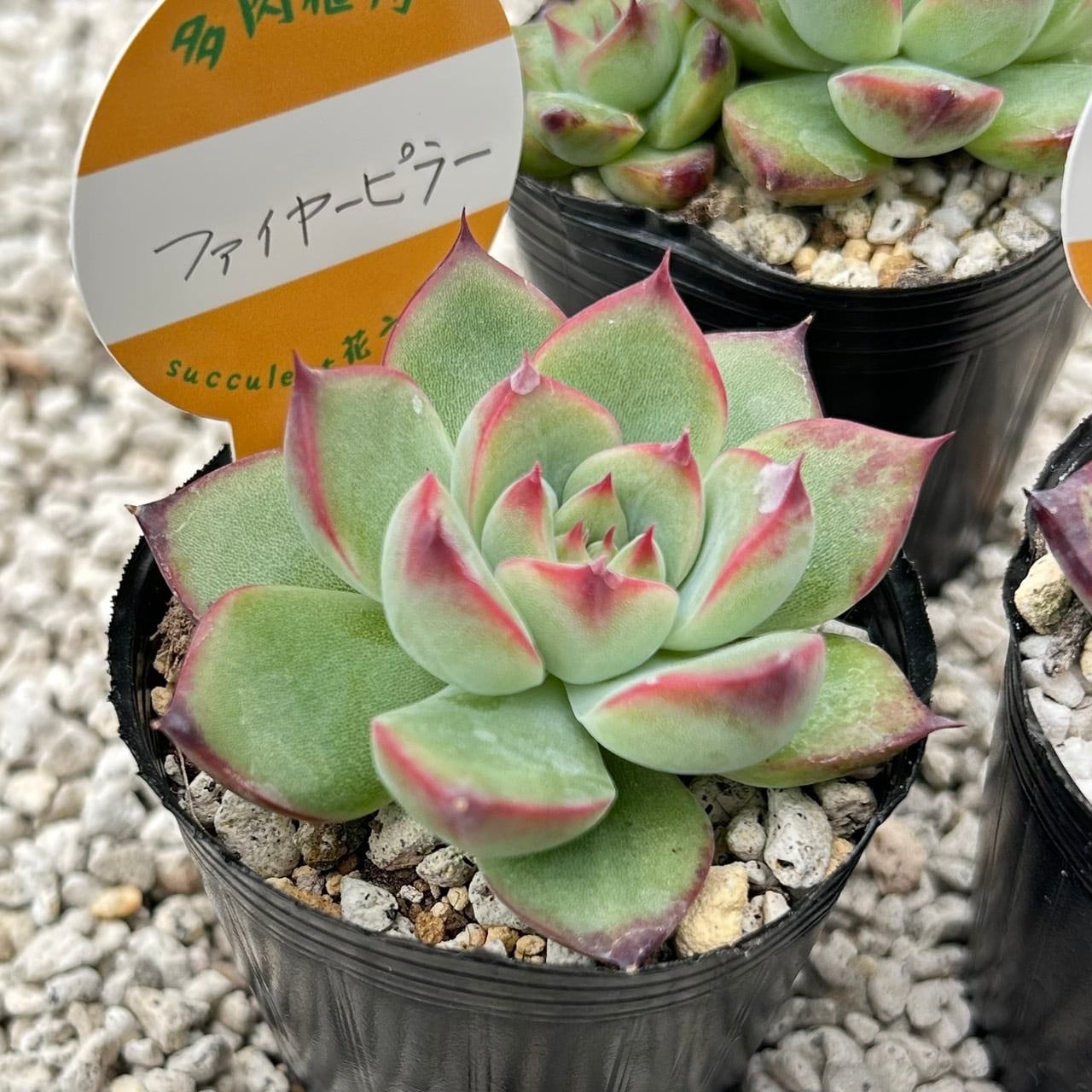 パリダム 一寸鉢 多肉植物 セダム | Succulent 花うらら 〜多肉植物