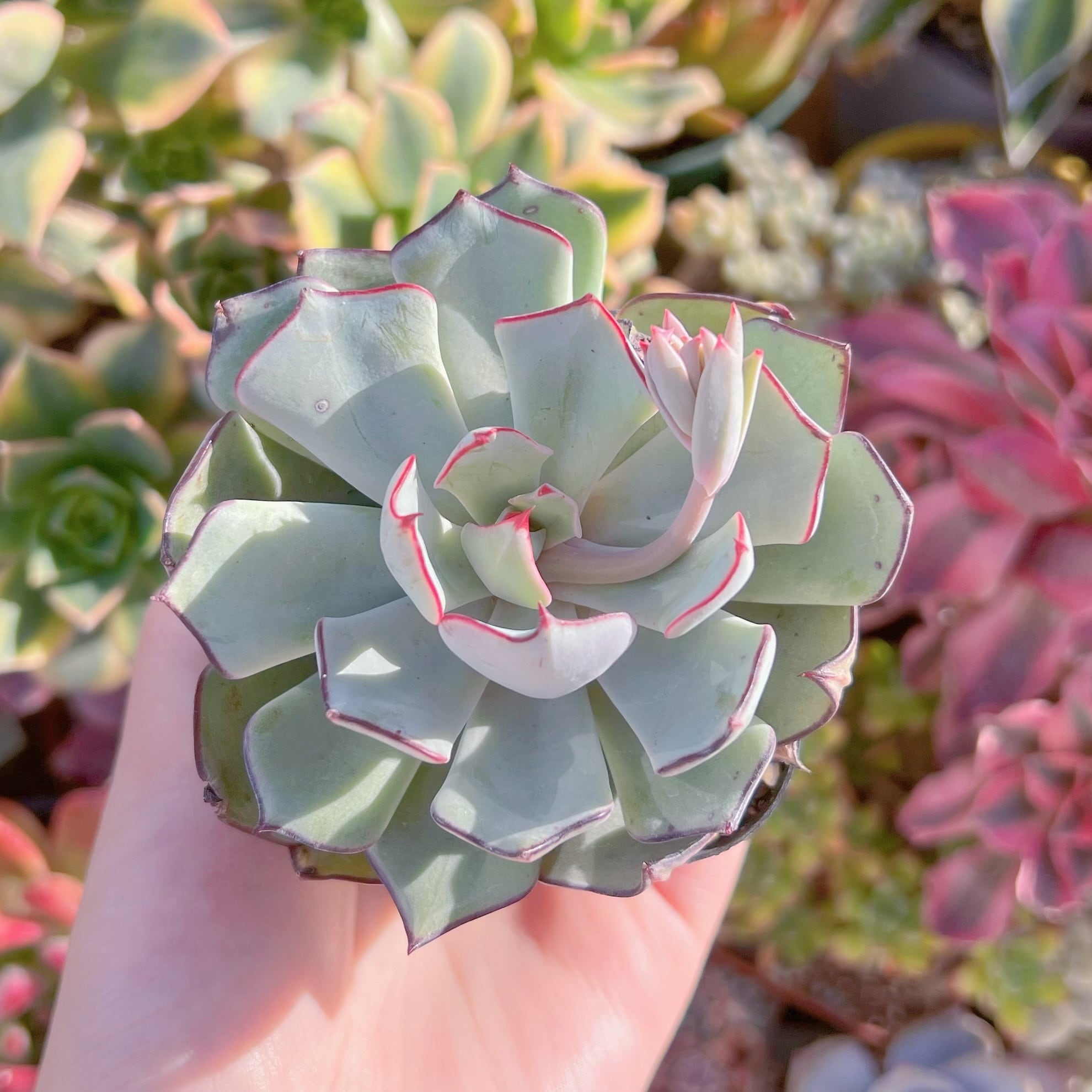 現品　ストリクチフローラ#1155　るる農園