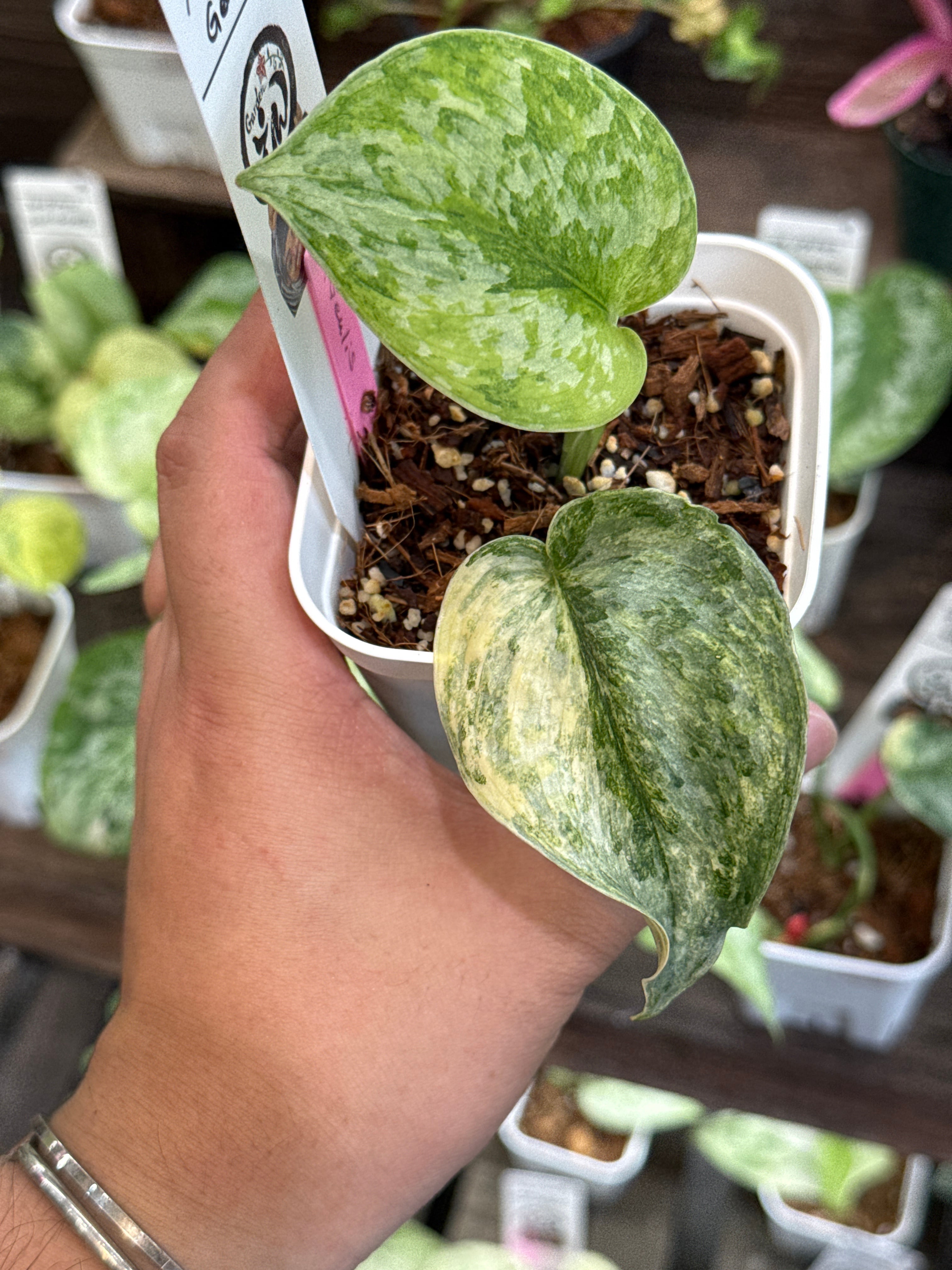 41. スキンダプサス Geulis | Gardenえん 【観葉熱帯植物】