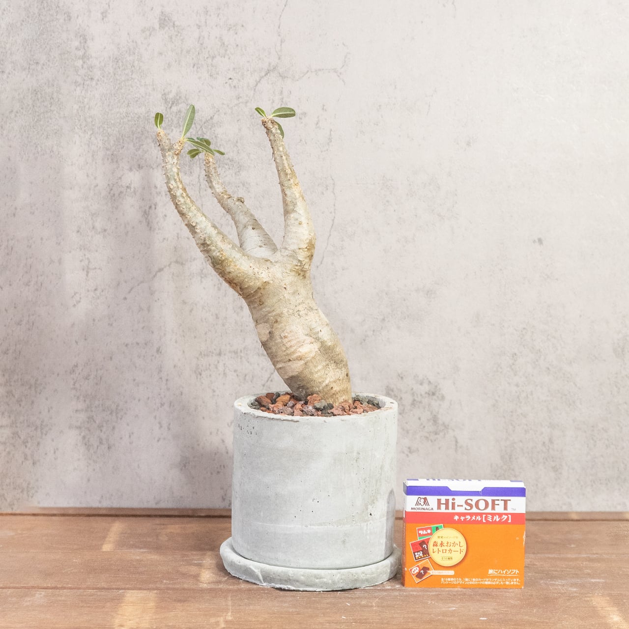 パキポディウム・マカイエンセ|やさしい曲線と伸びやかな枝姿が美しい、インテリアにも映える発根済の現地株【手作りモルタル鉢】