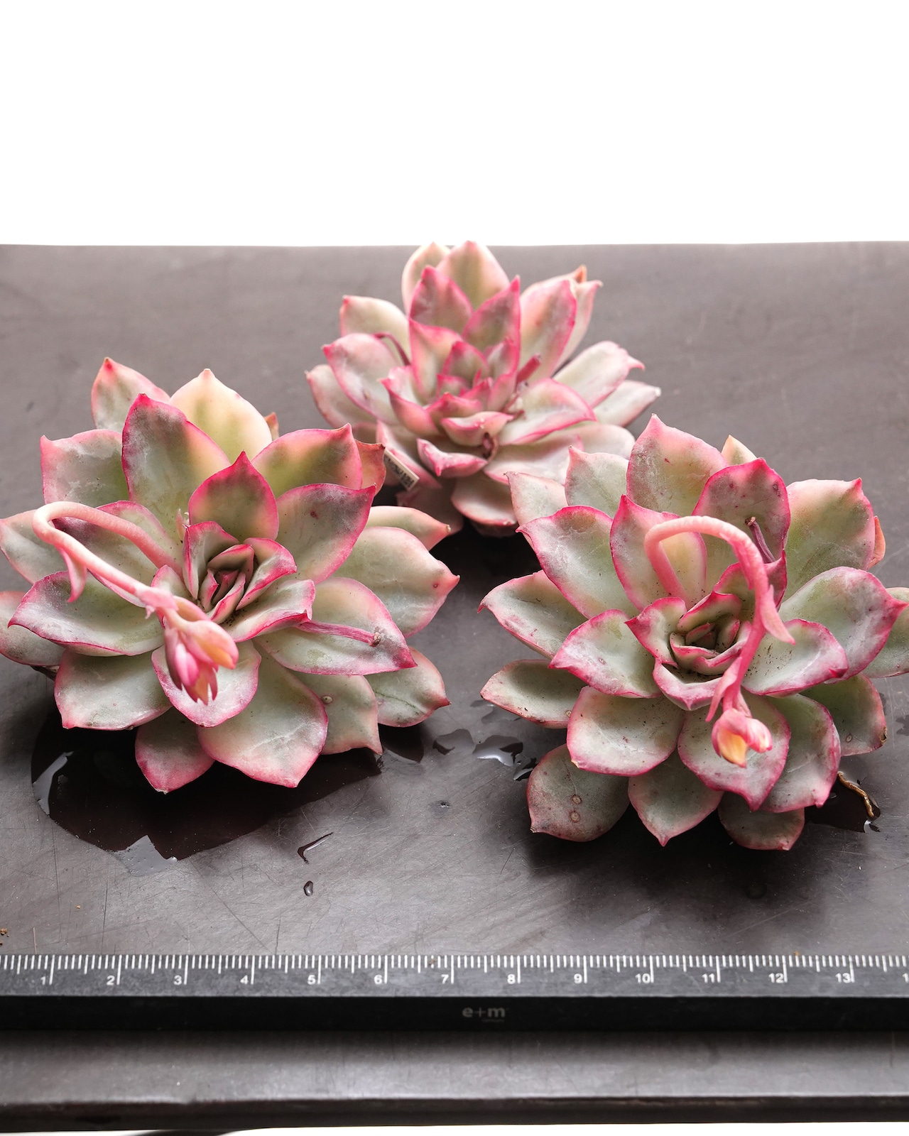 カット苗 エスター錦 Echeveria 'Esther Variegated'