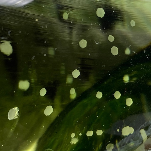 インドネシア産アンダラクリスタル原石 ちびスノーボールinオリーブグリーン