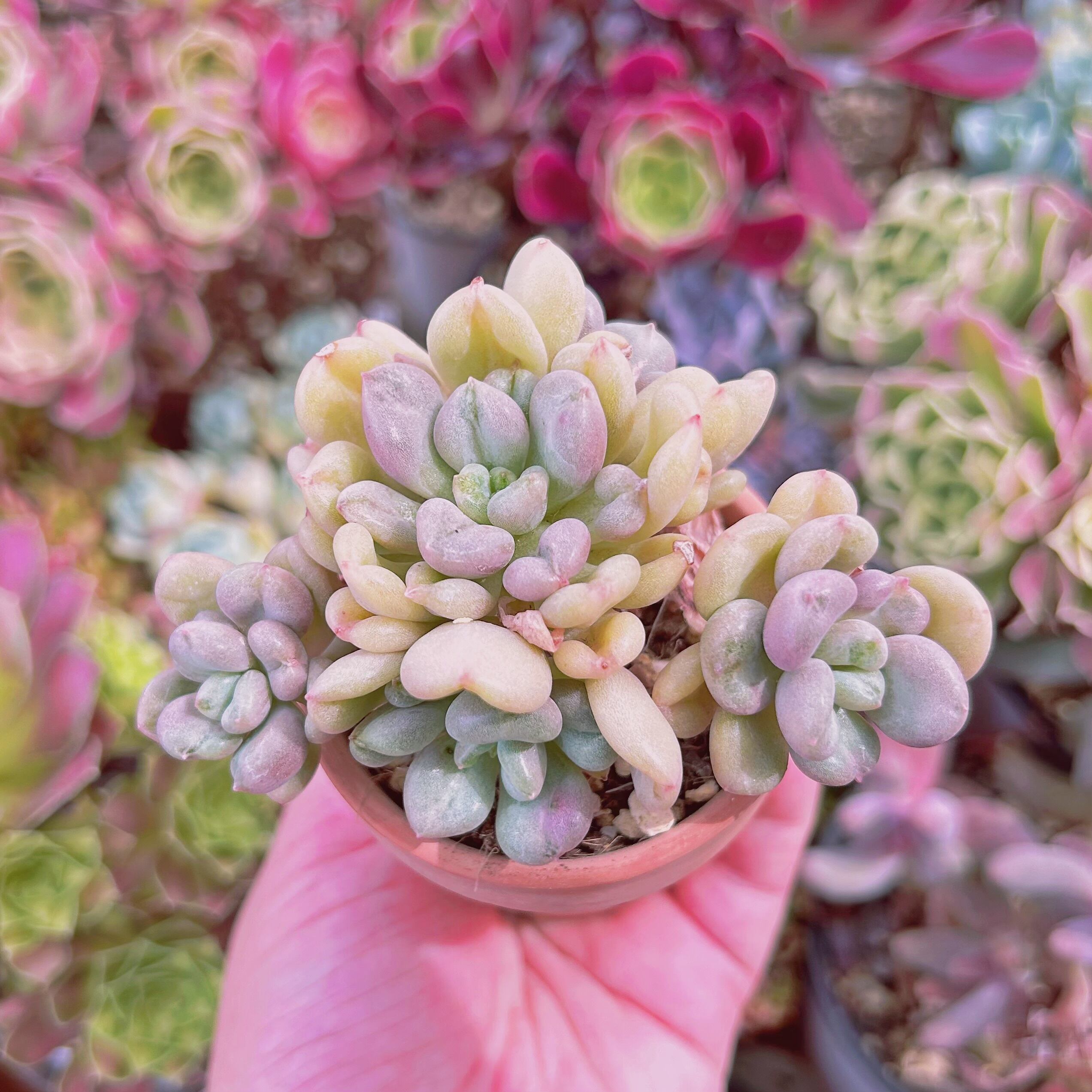 #028現物　多肉植物　ビルゲイツ　特大　抜き苗