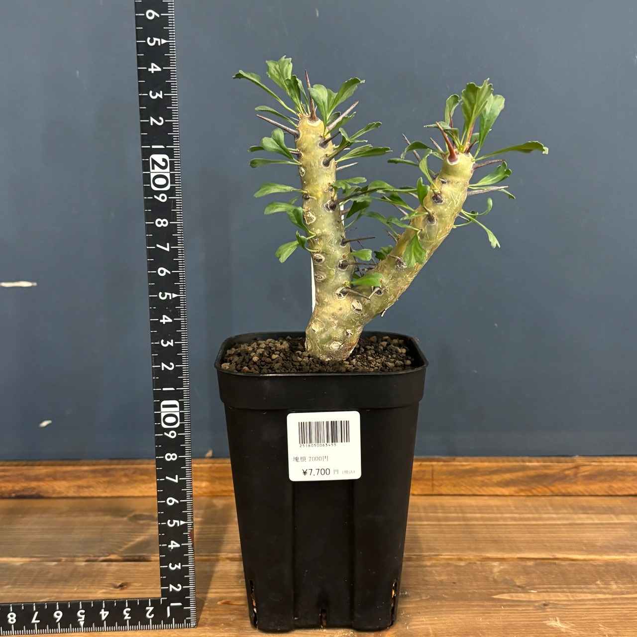 モンソニア　クラシカウリス【600】