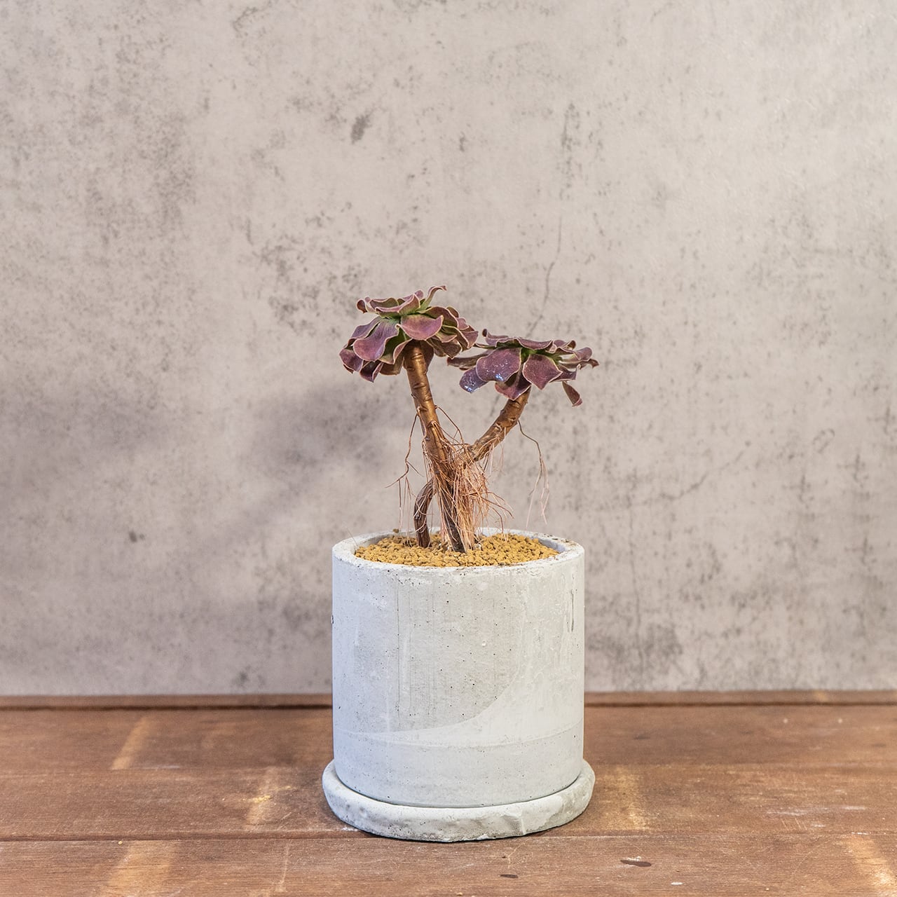 アエオニウム・カシミヤバイオレット｜二株のバランスが絶妙な立体フォルム【モルタル鉢×多肉植物】