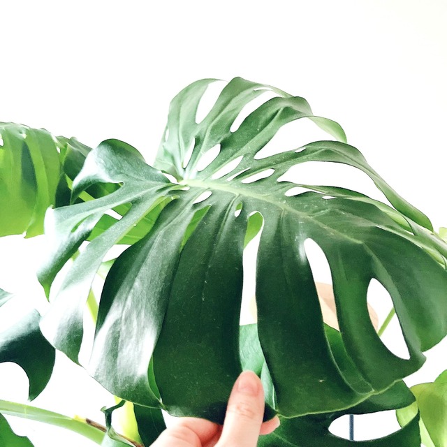 モンステラ ボリュームあり 大葉 観葉植物 calm cafe