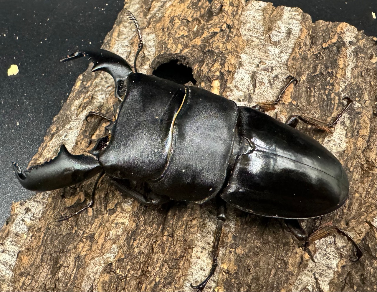 【WD】《スマトラオオヒラタ ベンクール産 内歯下がり 84mm ペア》