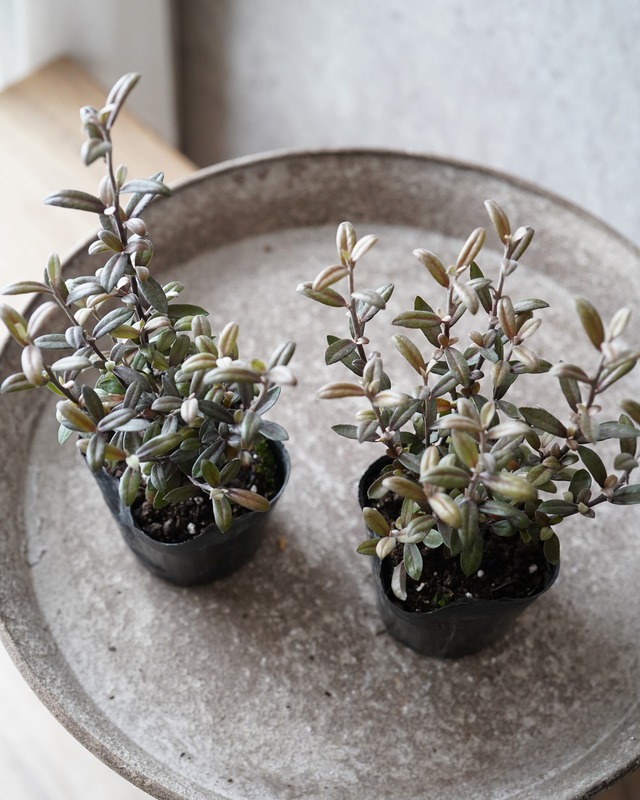 コロキア　フロステッドチョコレート　３号