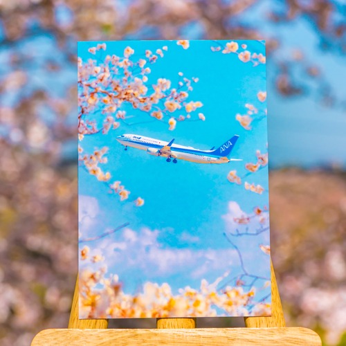 ◆桜飛行機◆サクヒコポストカード【１枚】