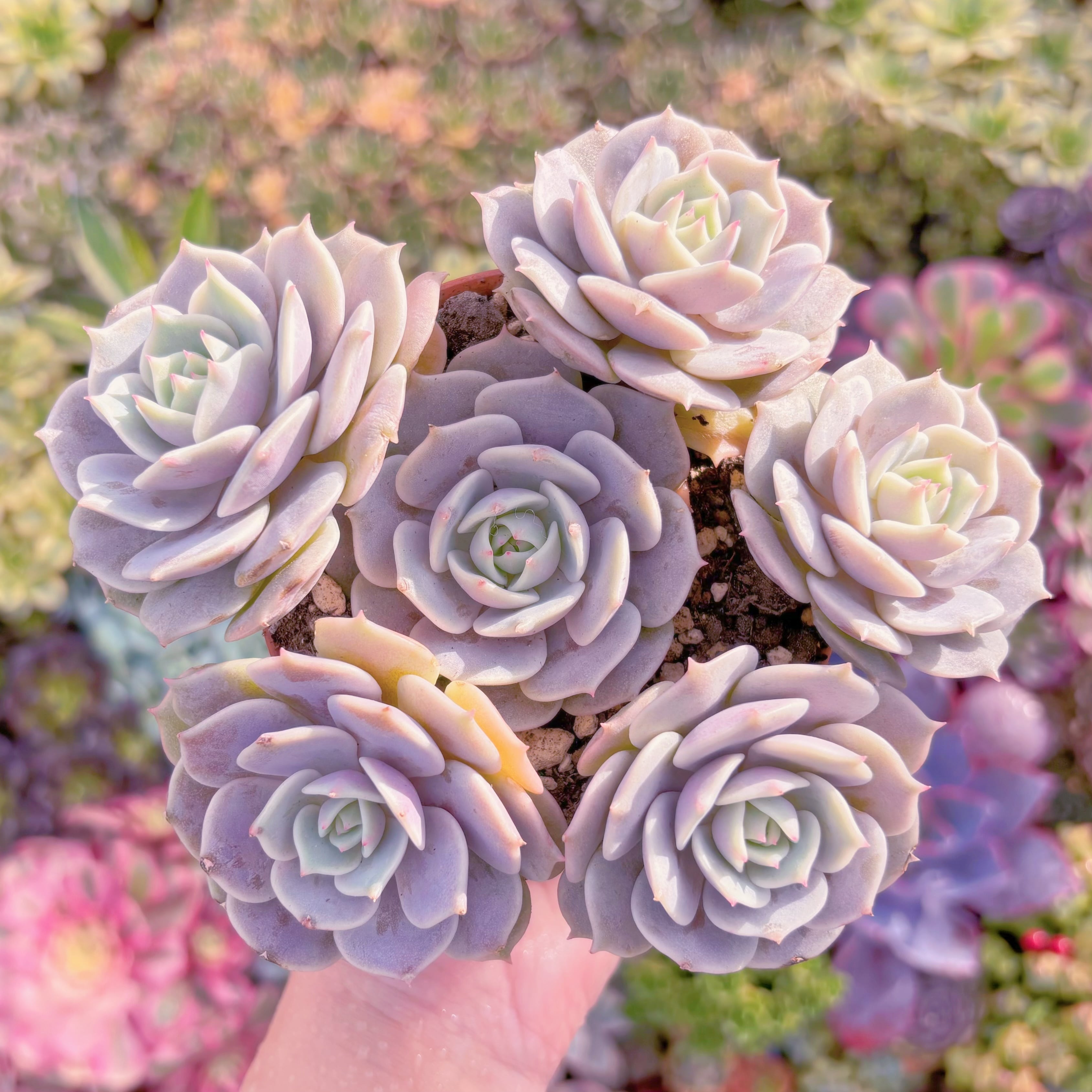 現品　ローラ#B66　群生　直径約15cm　新入荷　るる農園