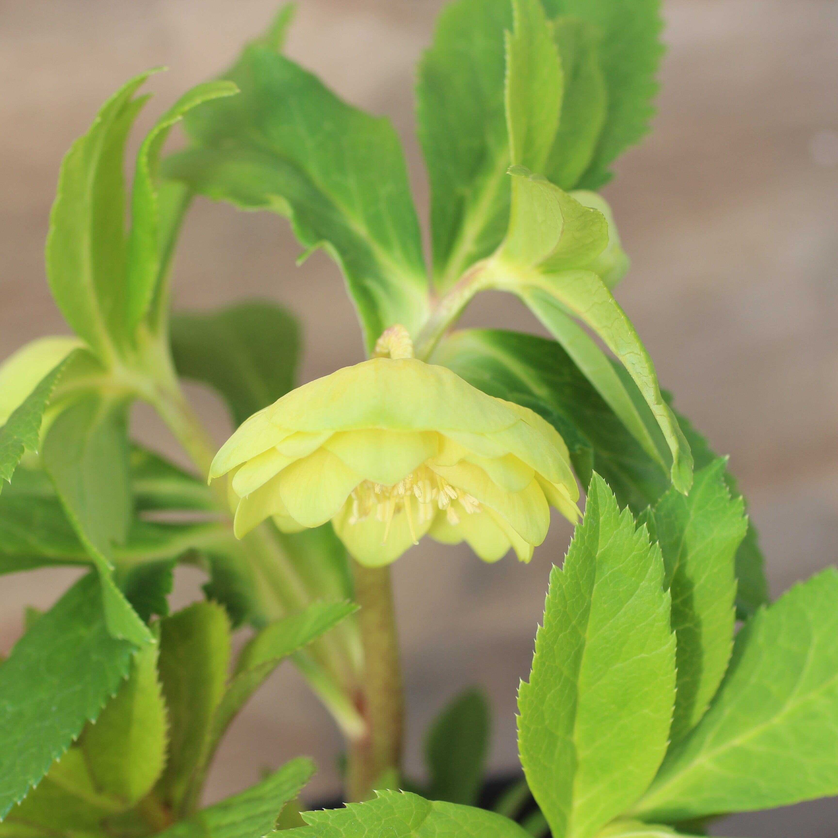 WS26-044 クリスマスローズ ウィンターシンフォニー オーレア系