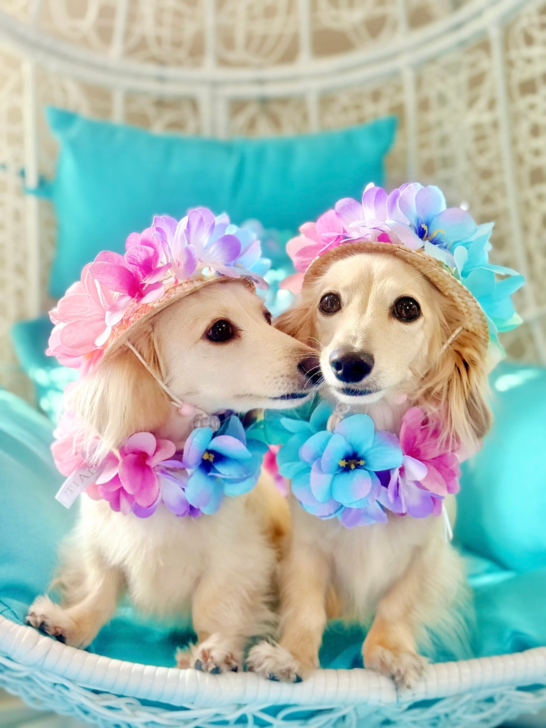 アロハレインボー