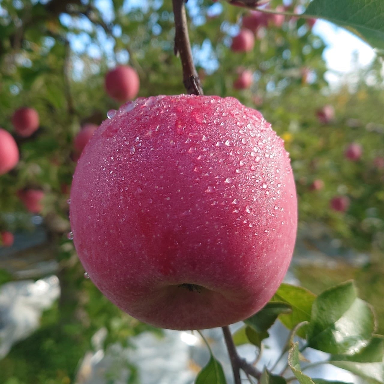 ひみつのりんご園　青森りんご　サンふじ家庭用5kg
