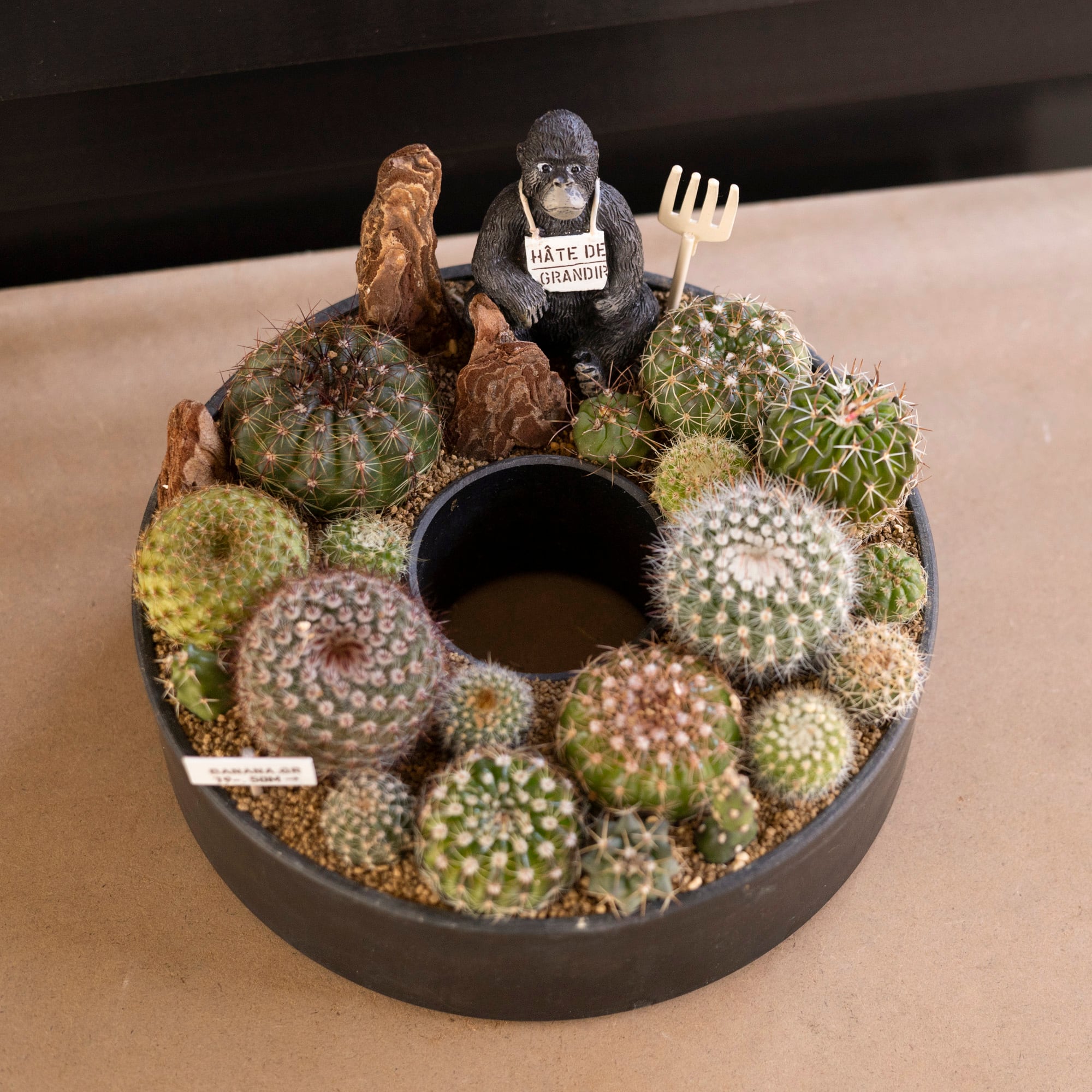 サボテン リース 寄せ植え 箱庭 多肉植物 ミニ 観葉植物 プレゼント