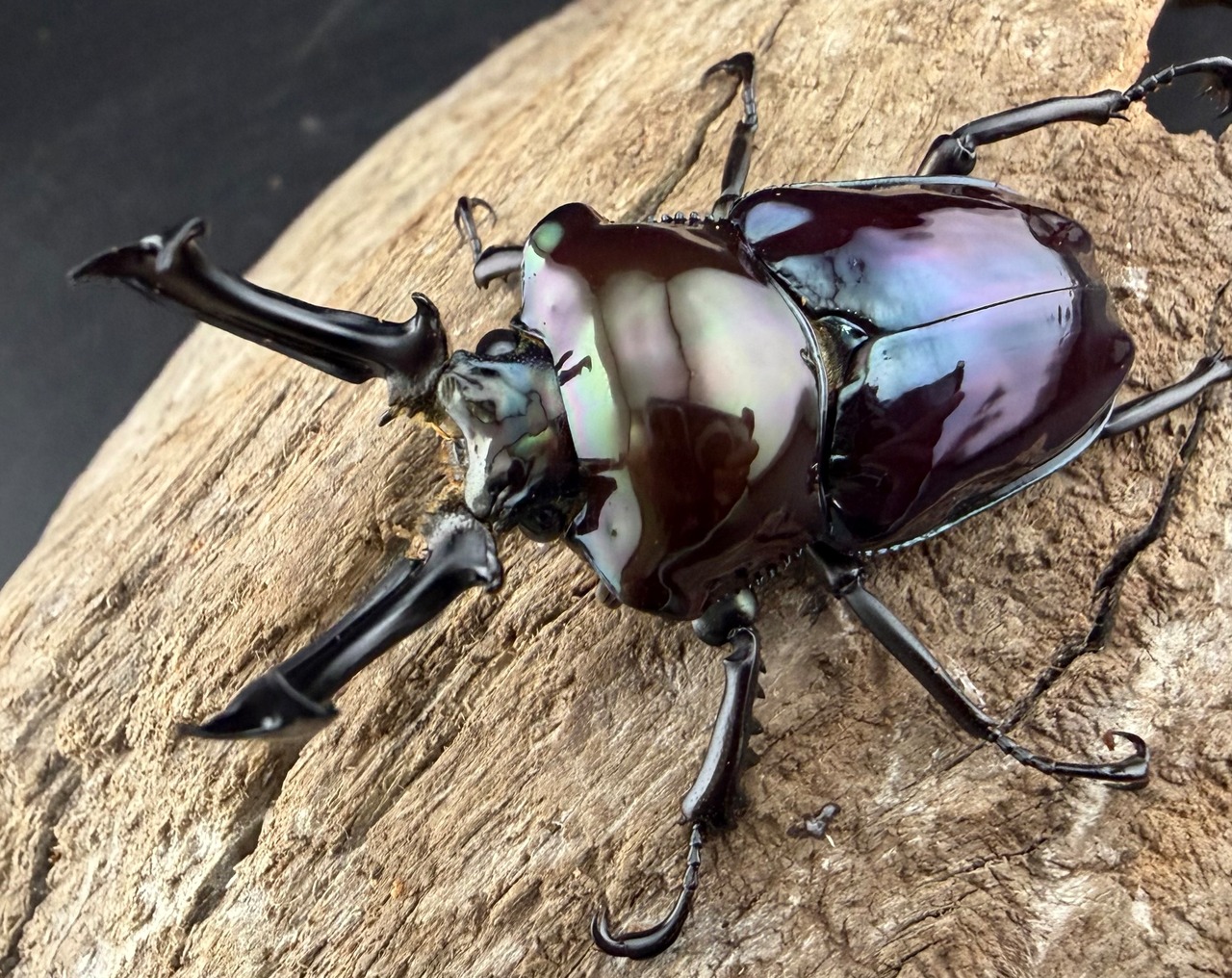 《ニジイロクワガタ 虹瑠璃 54.5mm ♂♀♀トリオ》ハイマウンテン氏委託個体