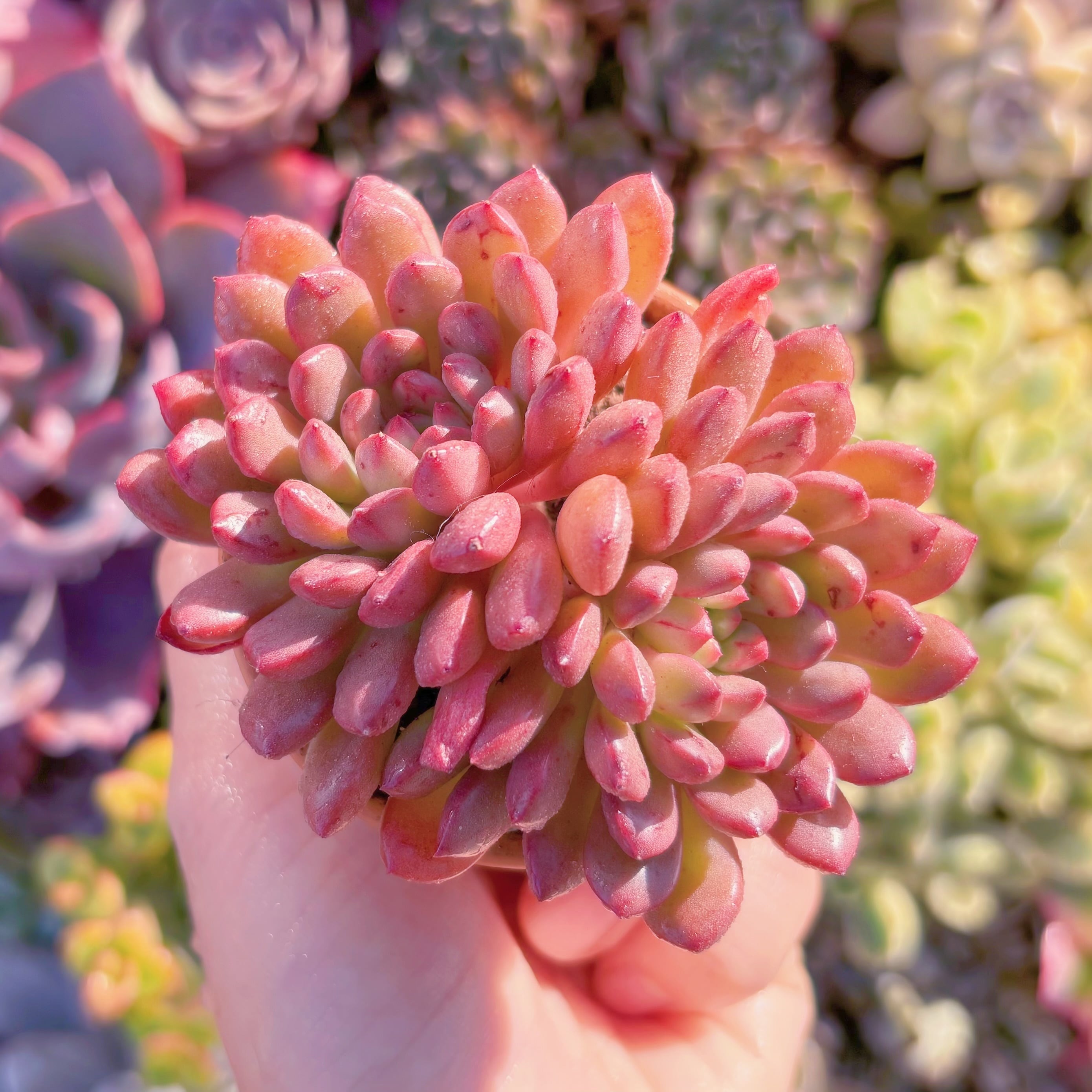 多肉植物　ピンクルルビー　新入荷　るる農園