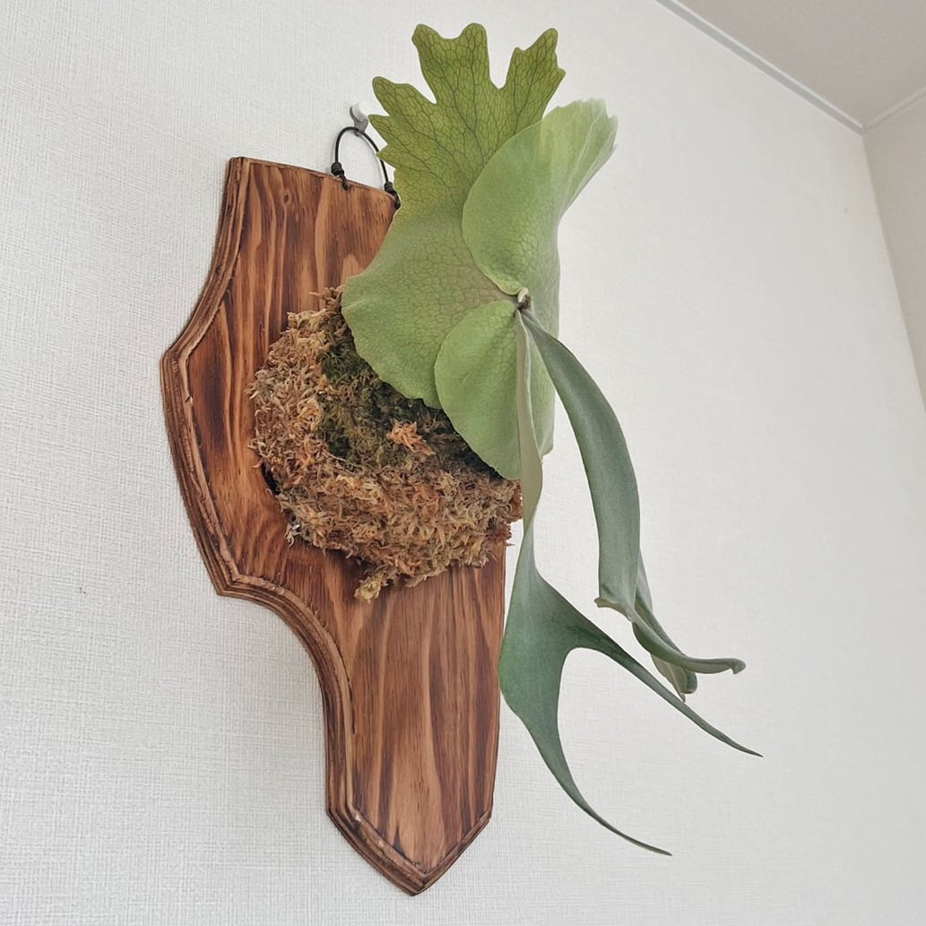ビカクシダ ウィリンキー 板付 観葉植物 コウモリラン wi15 ビカクシダ ウィリンキー 板付 【観葉植物 室内 コウモリラン