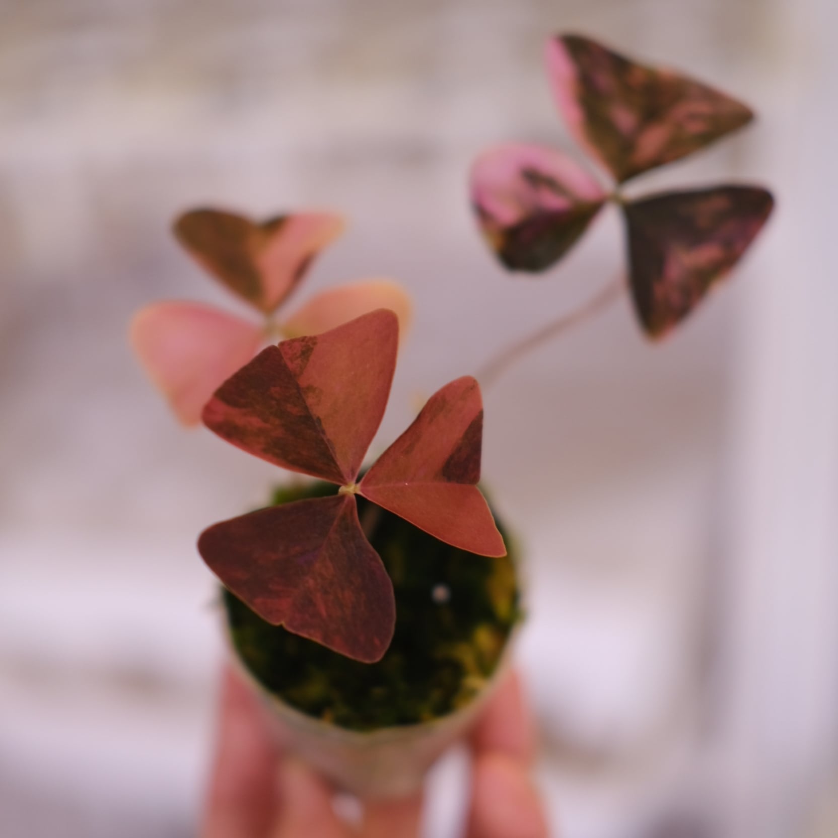 Oxalis triangularis variegated｜オキザリス トライアングラリス