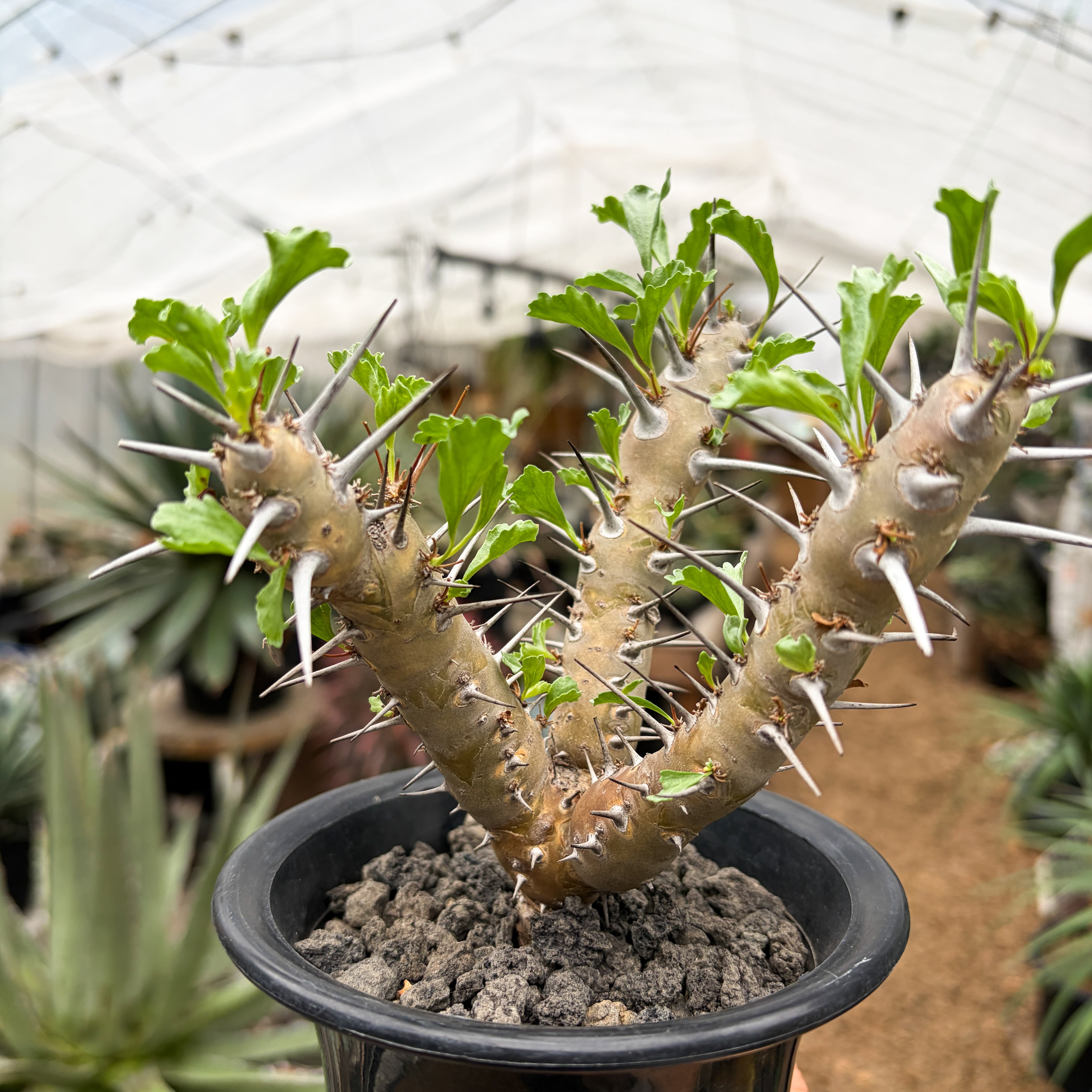 Sarcocaulon crassicaule【サルコカウロン・クラシカウレ】 | RIMO'S