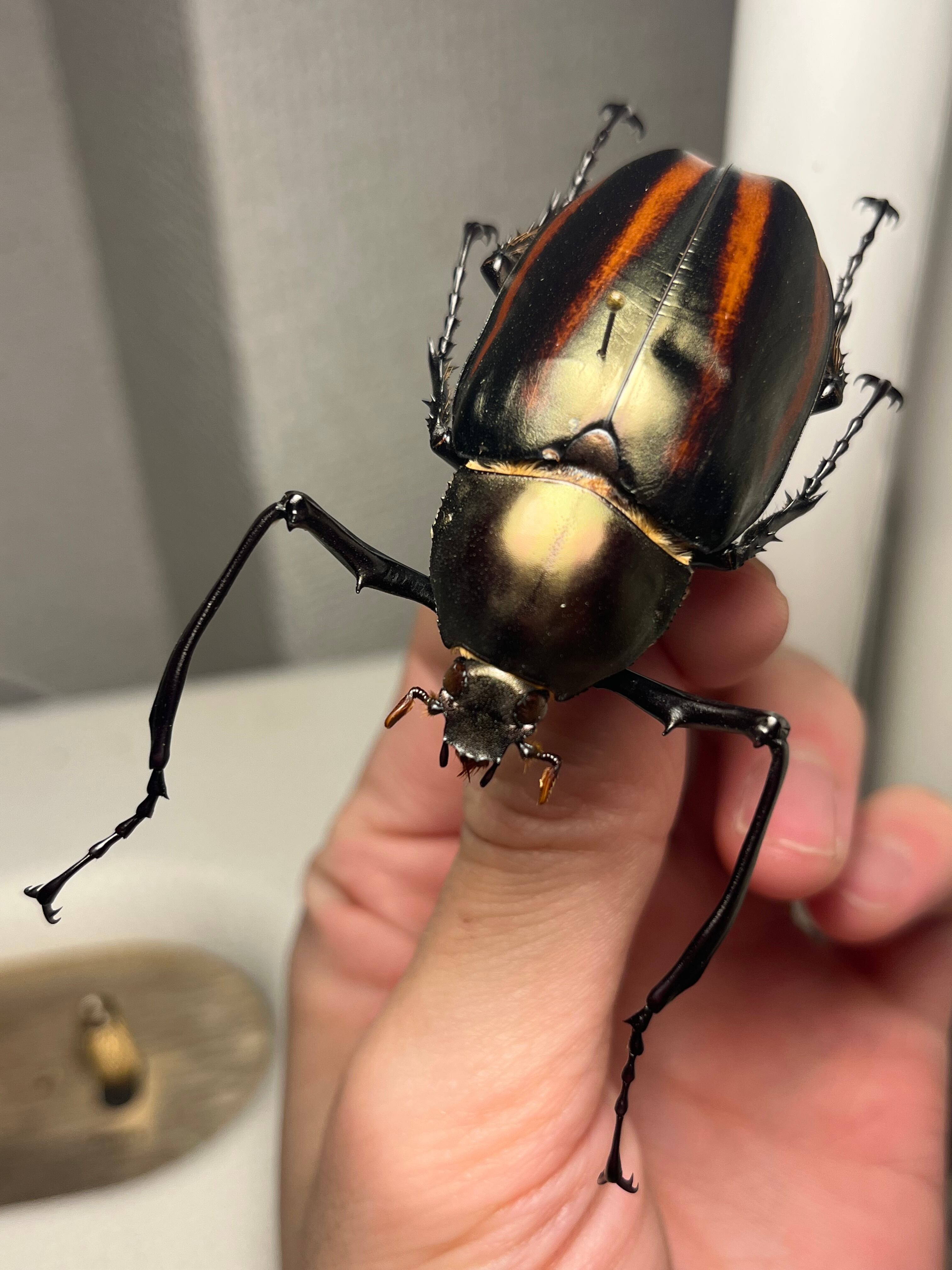 手長黄金最高峰】セスジドウナガテナガコガネ ♂標本 プラチナコガネ