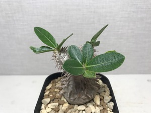パキポディウム 恵比寿大黒
