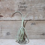 【送料無料】ドゥラティ S〔エアプランツ〕現品発送T2238