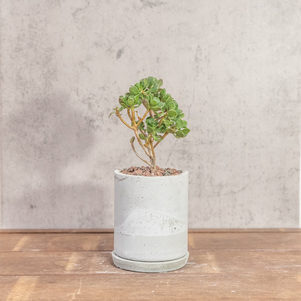 アエオニウム・チョコチップ|幹立ち姿が可愛いミニツリーのような多肉【手作りモルタル鉢仕立て】